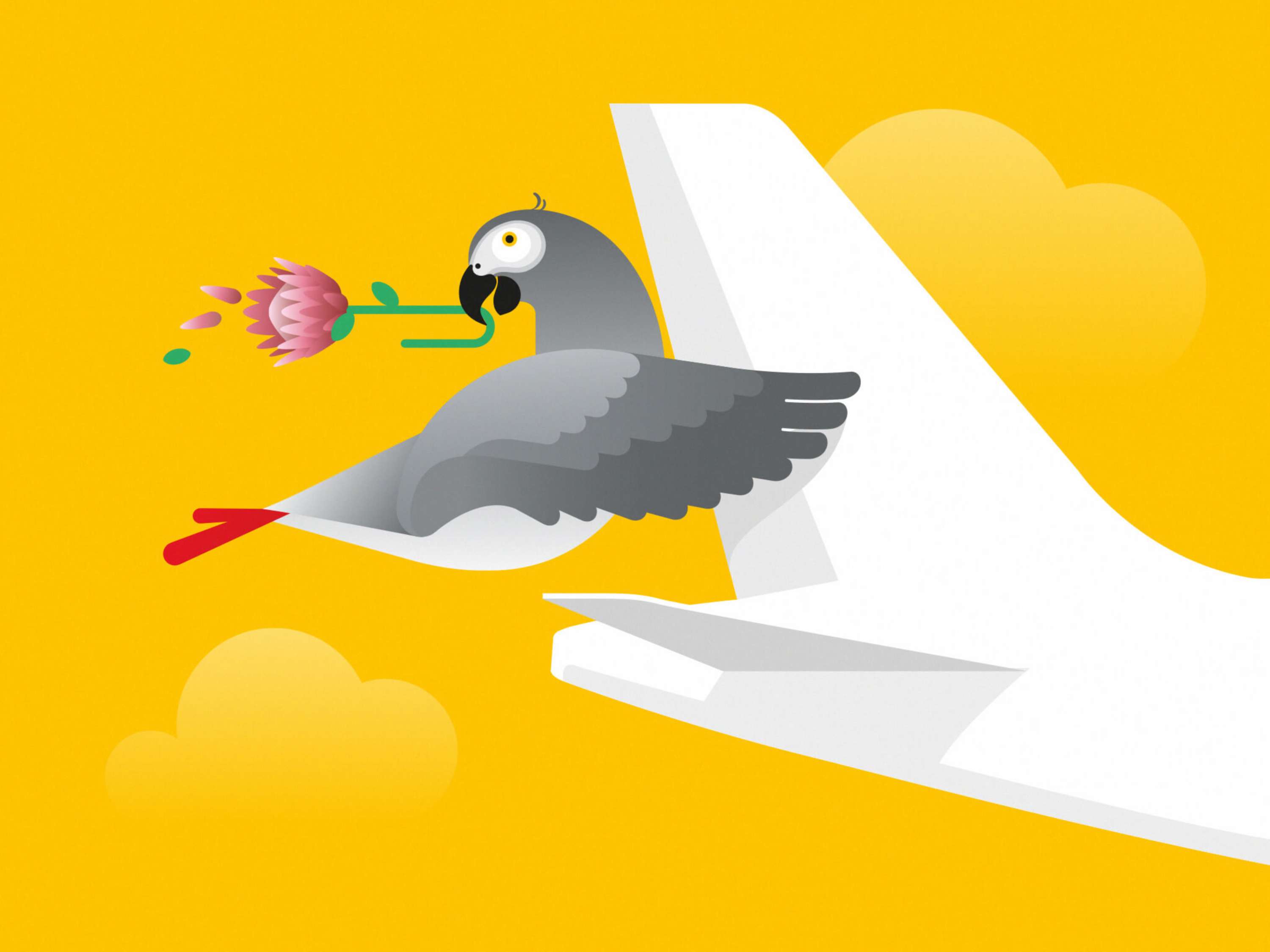 Launching a low-cost airline. In Africa. In 60 days. From scratch. by SomeOne