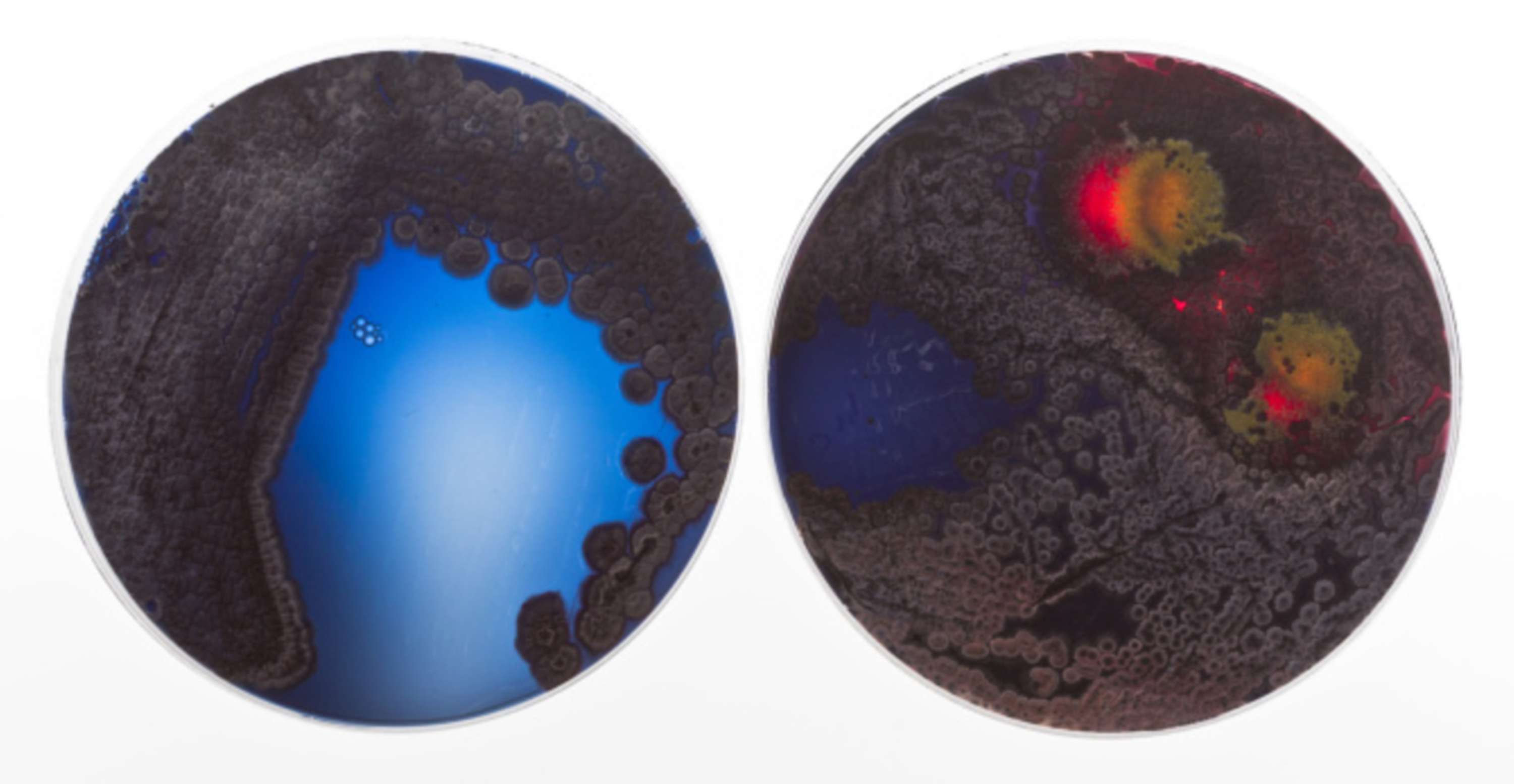 Faber Futures | Experiment no. 2 | The Rhizosphere Pigment Lab by Natsai Audrey Chieza
