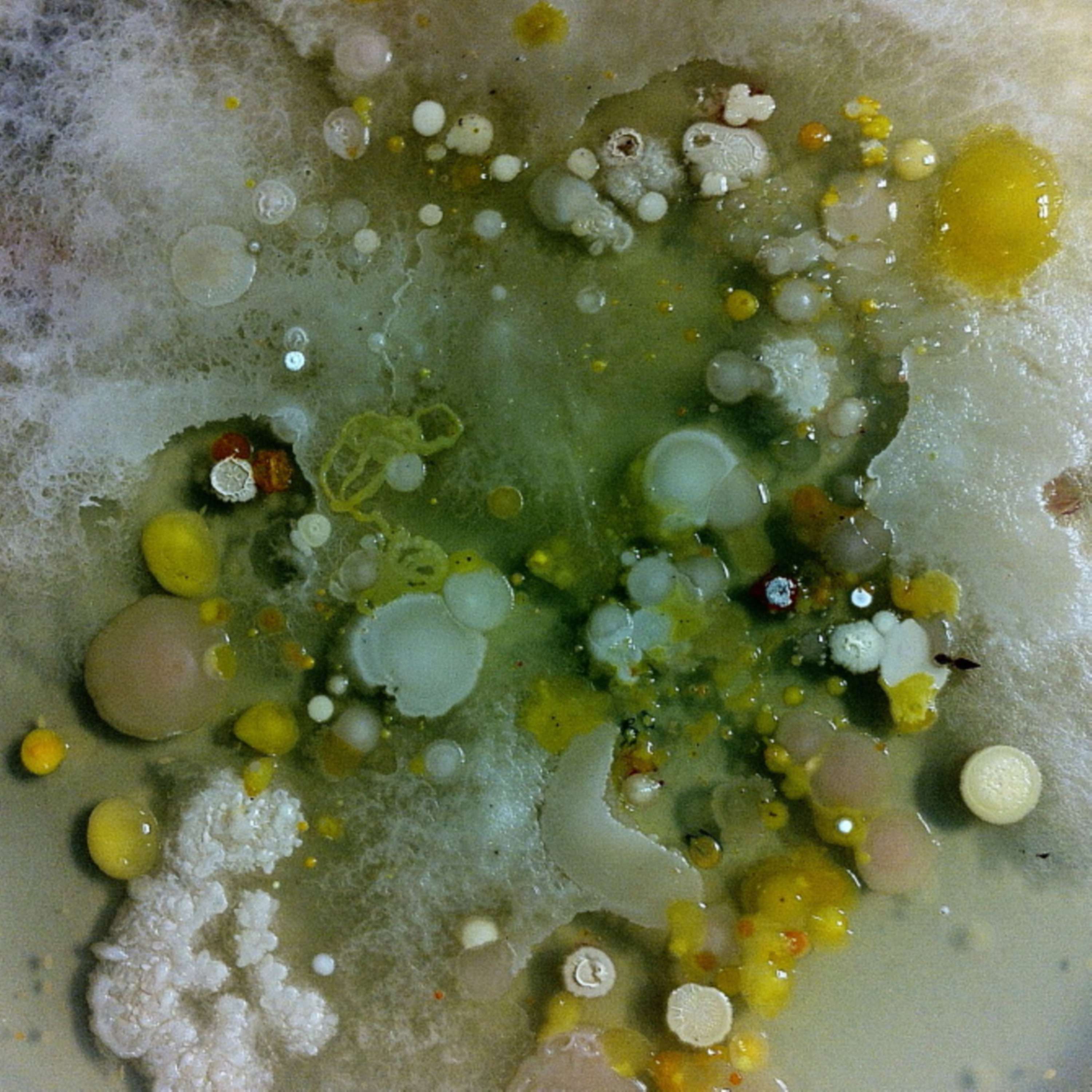 Faber Futures | Experiment no. 2 | The Rhizosphere Pigment Lab by Natsai Audrey Chieza