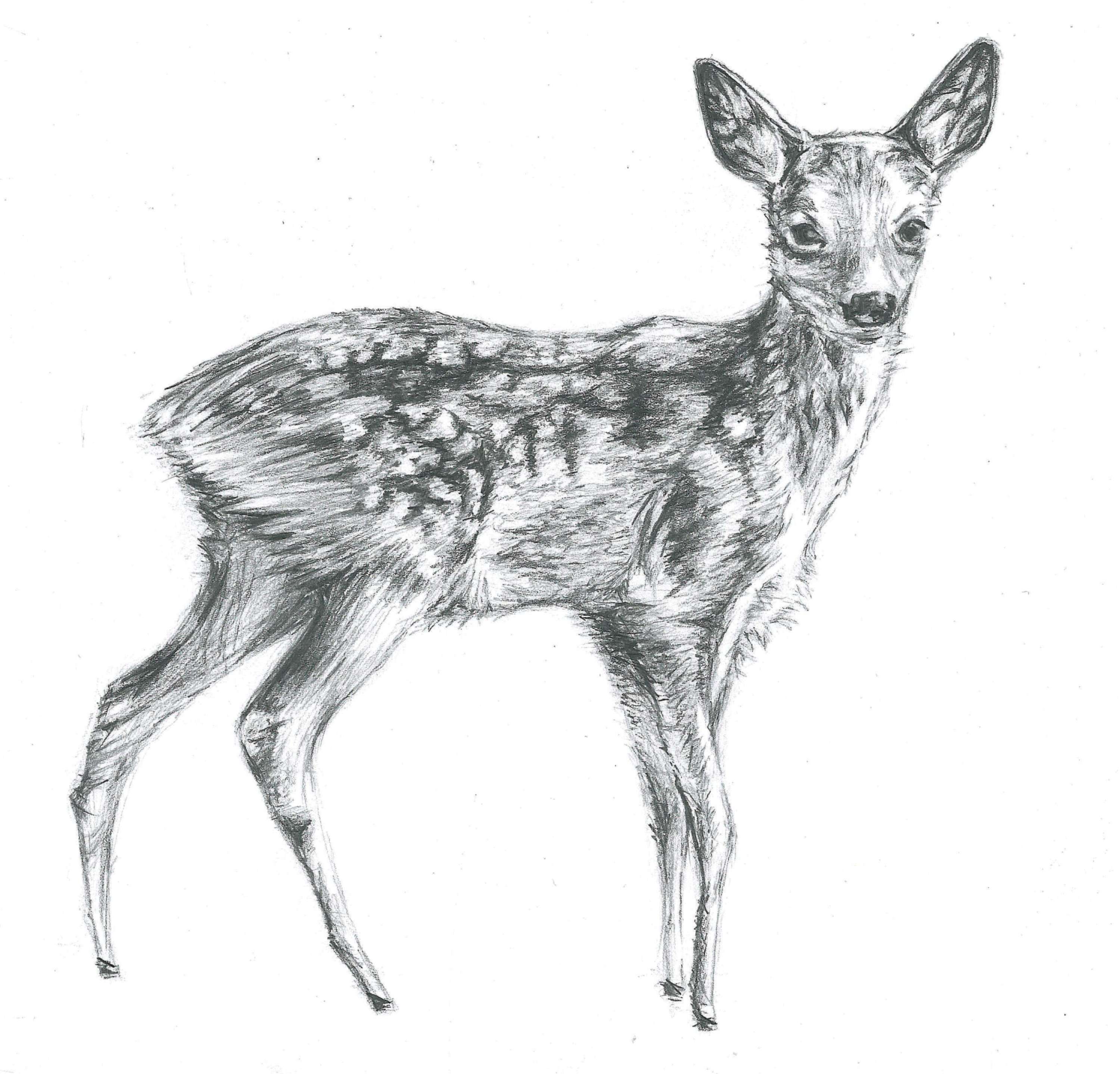 Realistic Deer Drawing