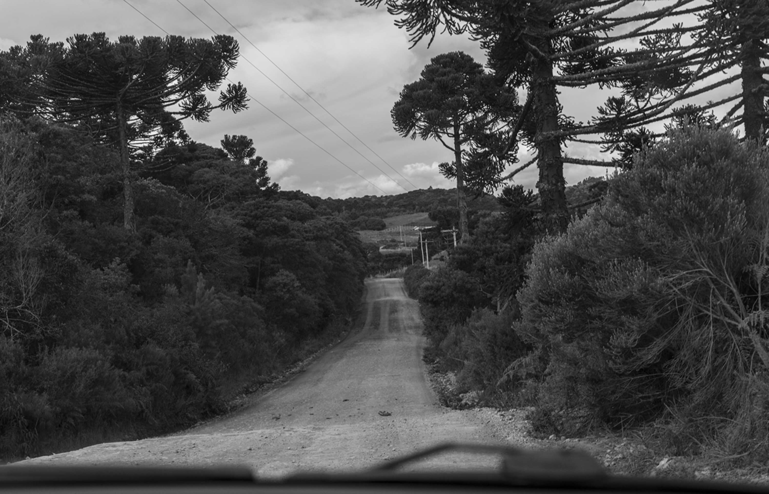From a Car Window by Gui Pinto