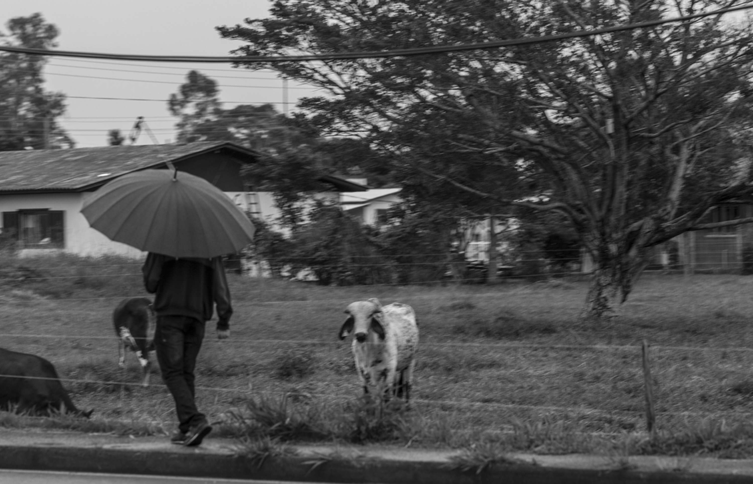 From a Car Window by Gui Pinto