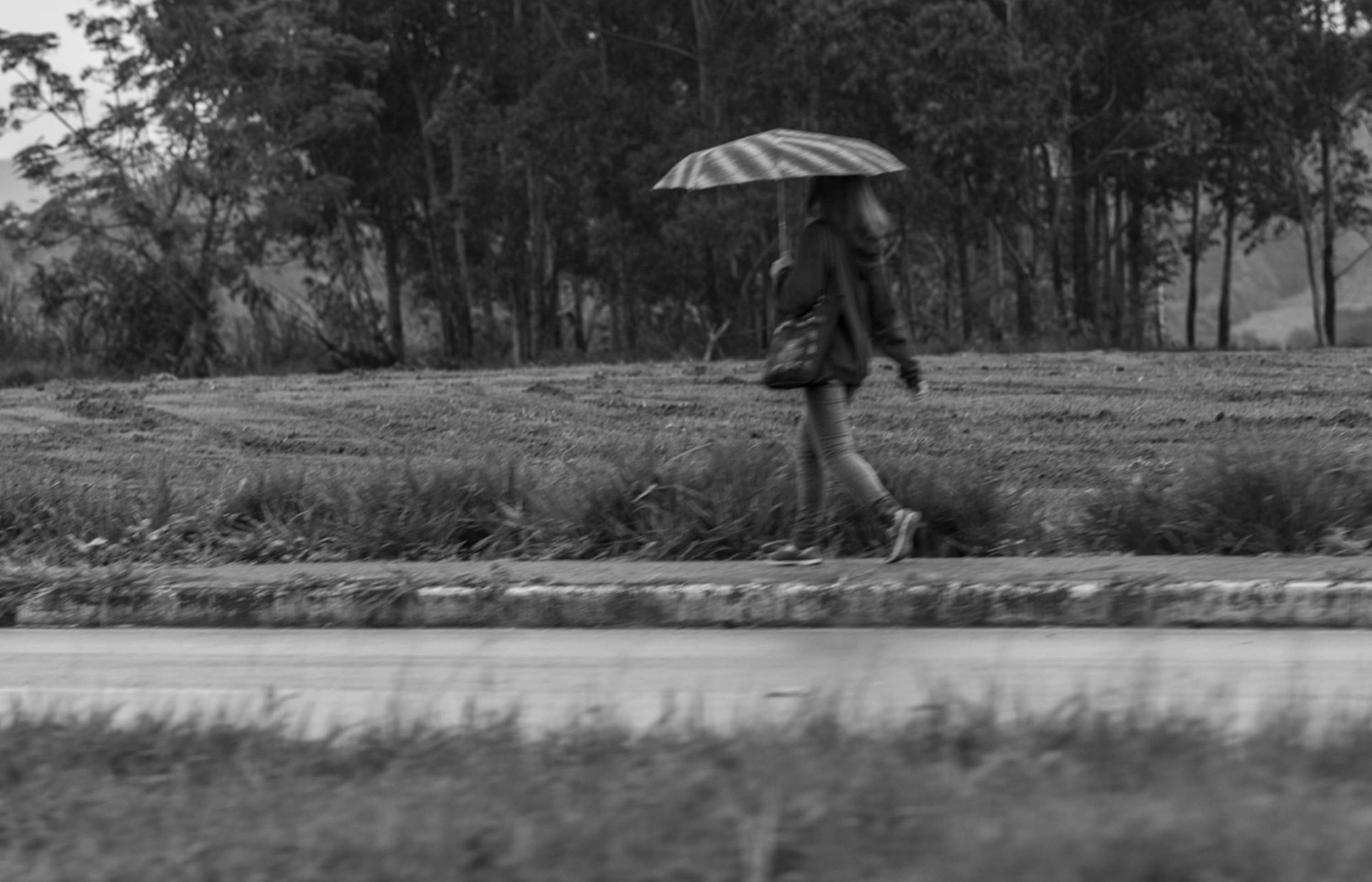 From a Car Window by Gui Pinto