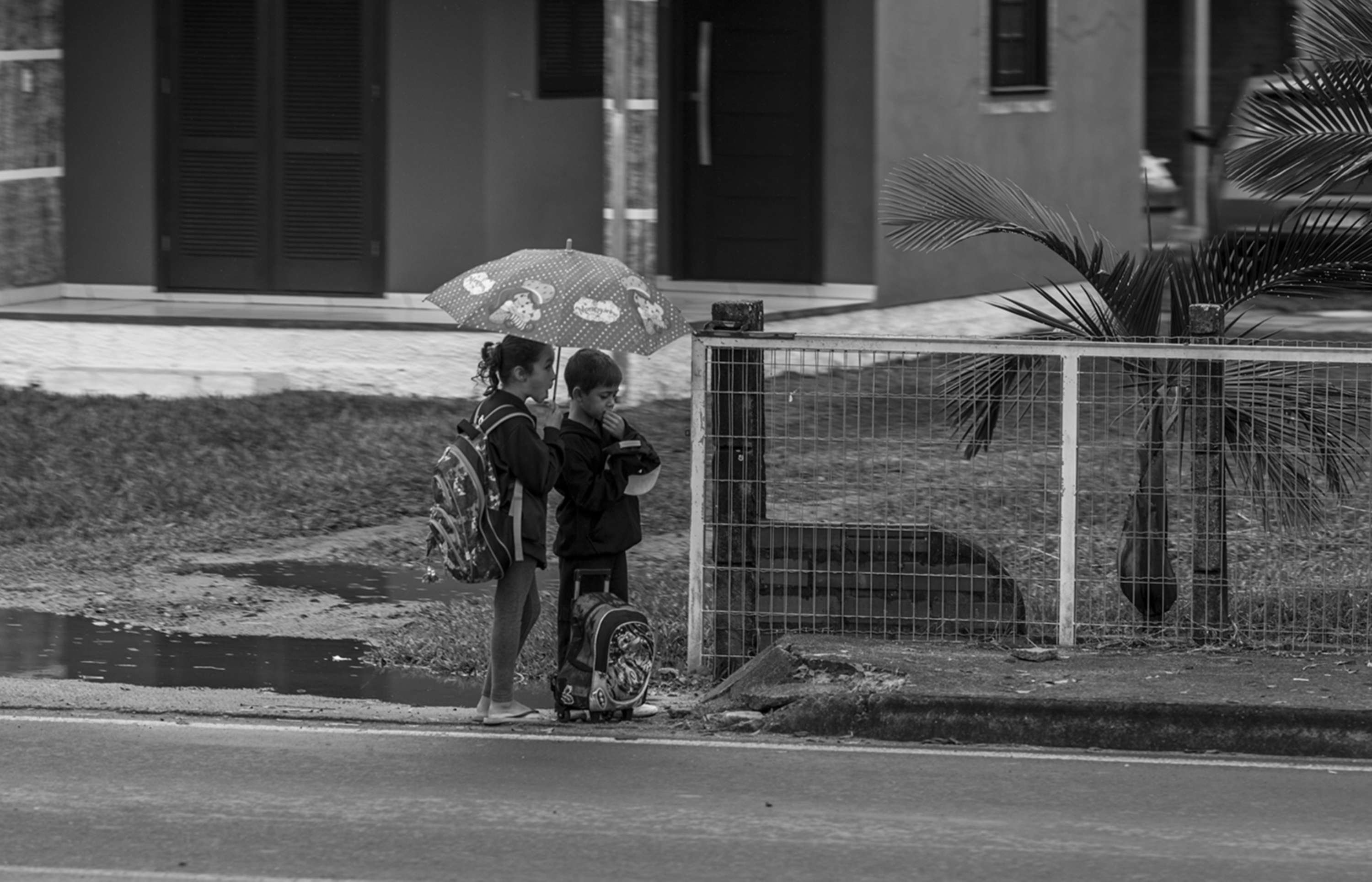 From a Car Window by Gui Pinto