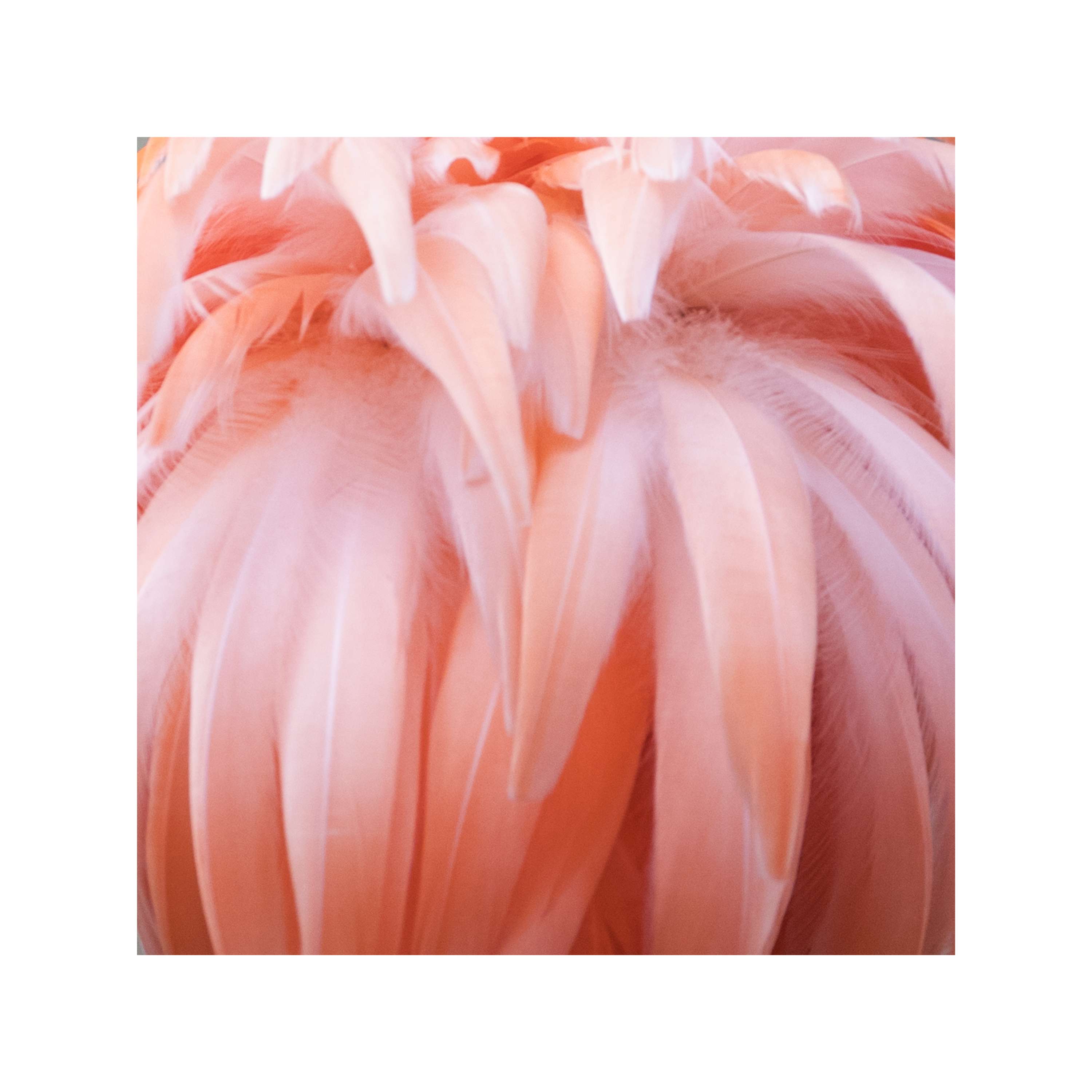 Yellow Feathers by Laura Bailey