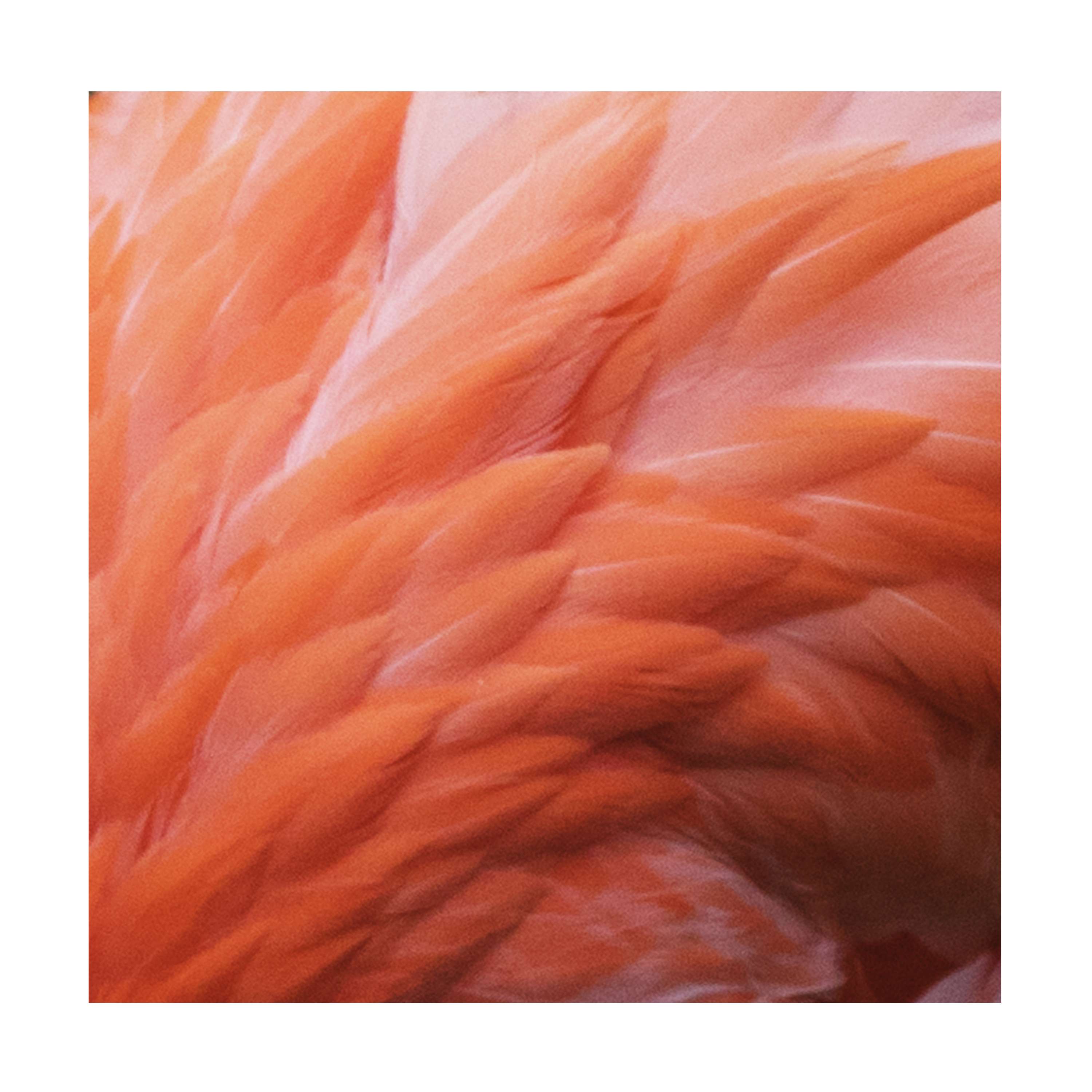 Yellow Feathers by Laura Bailey