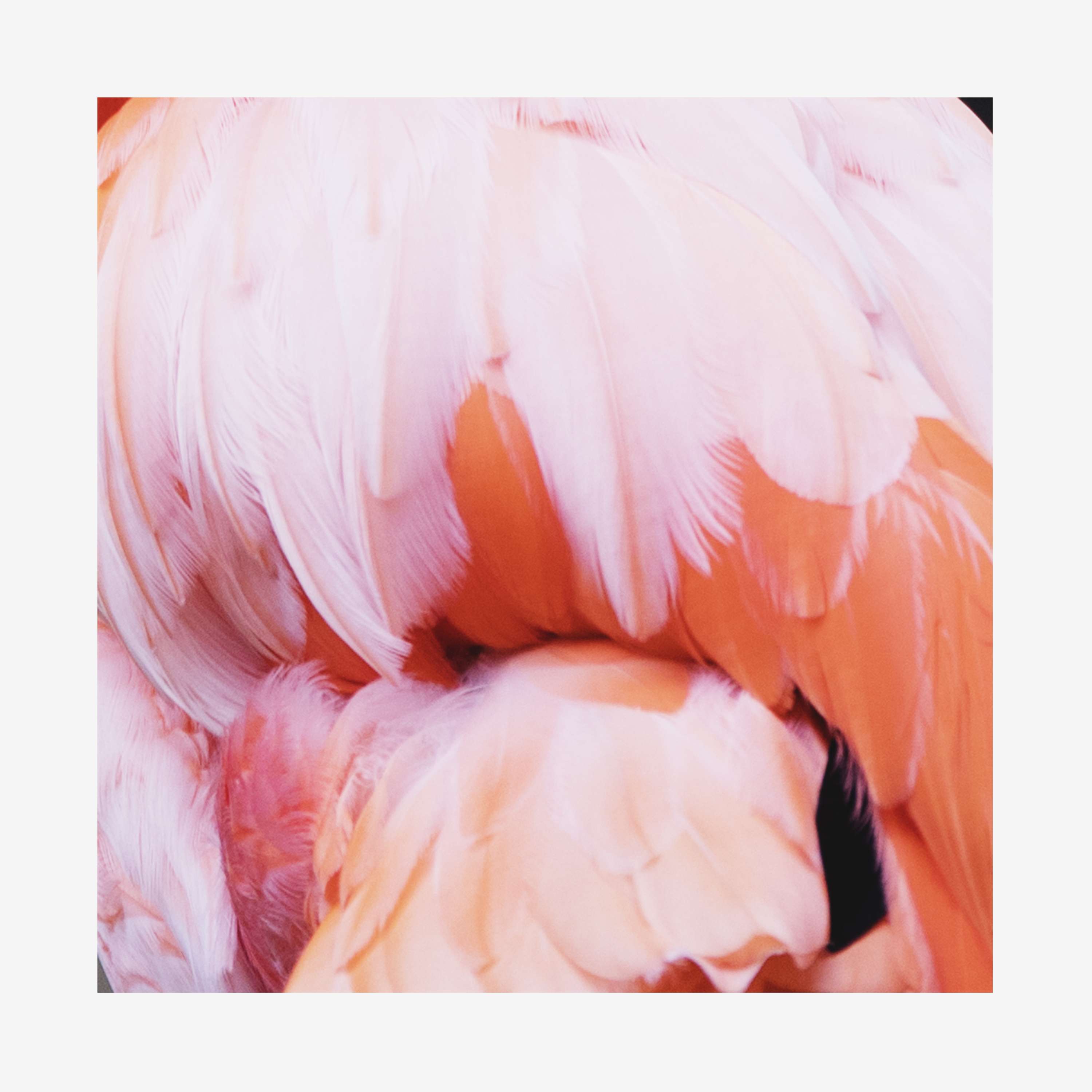 Yellow Feathers by Laura Bailey