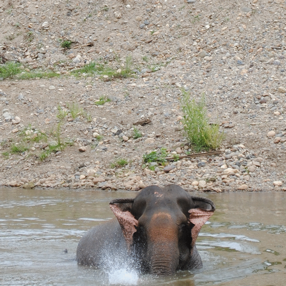 ELE-FUN!!! by Kerrie Donaghue