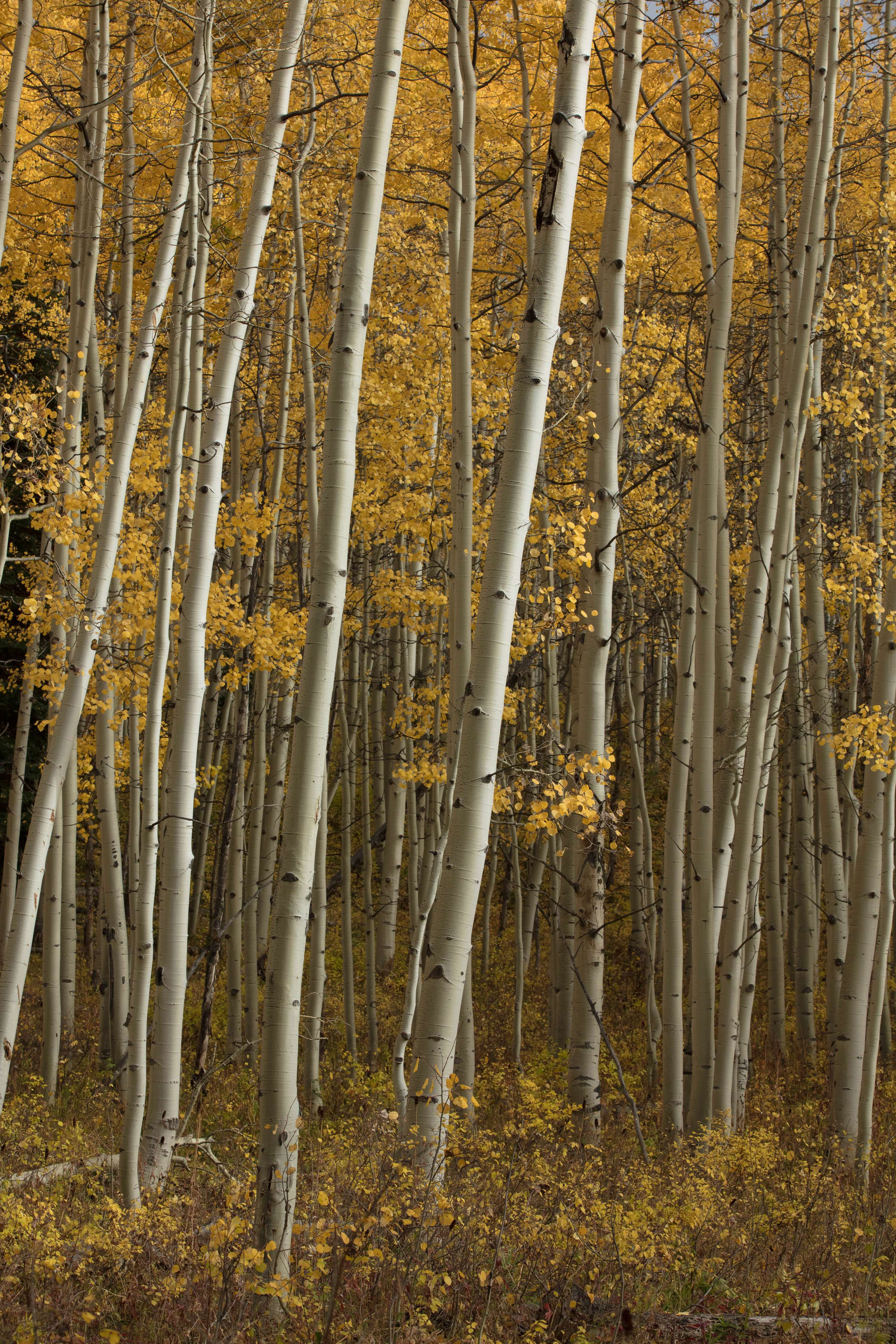 Fall in Colorado by James Glacier