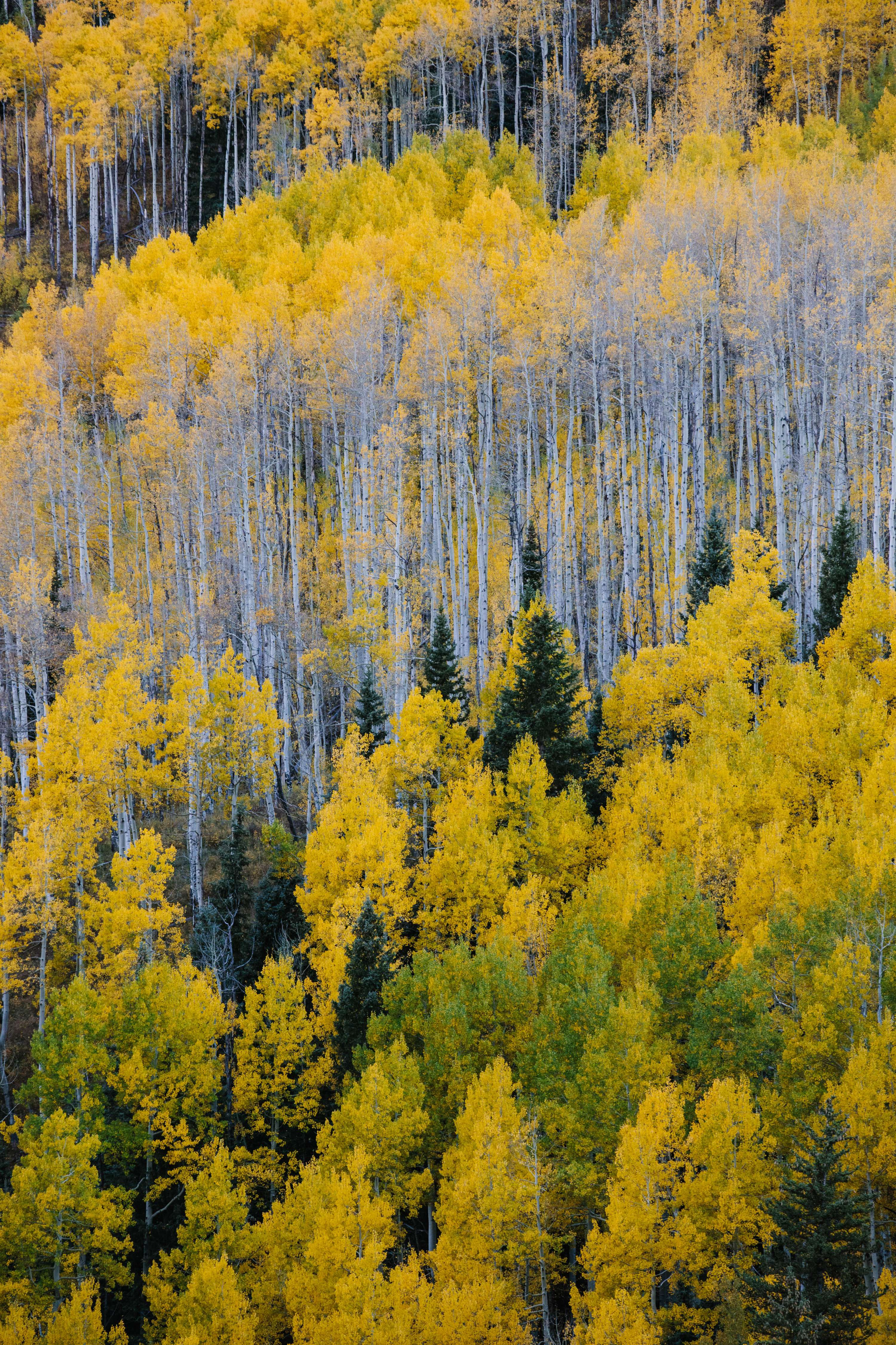 Fall in Colorado by James Glacier