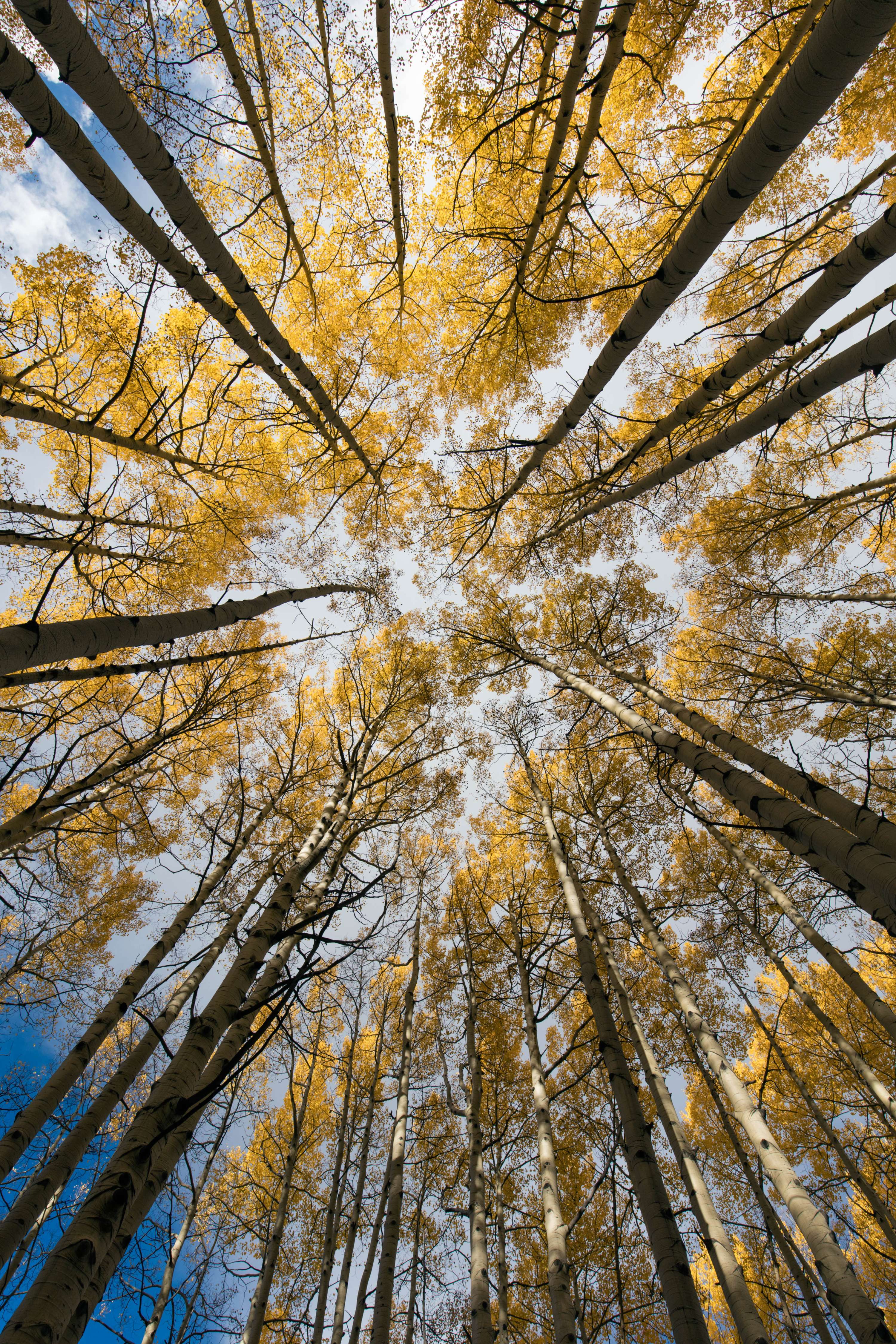 Fall in Colorado by James Glacier