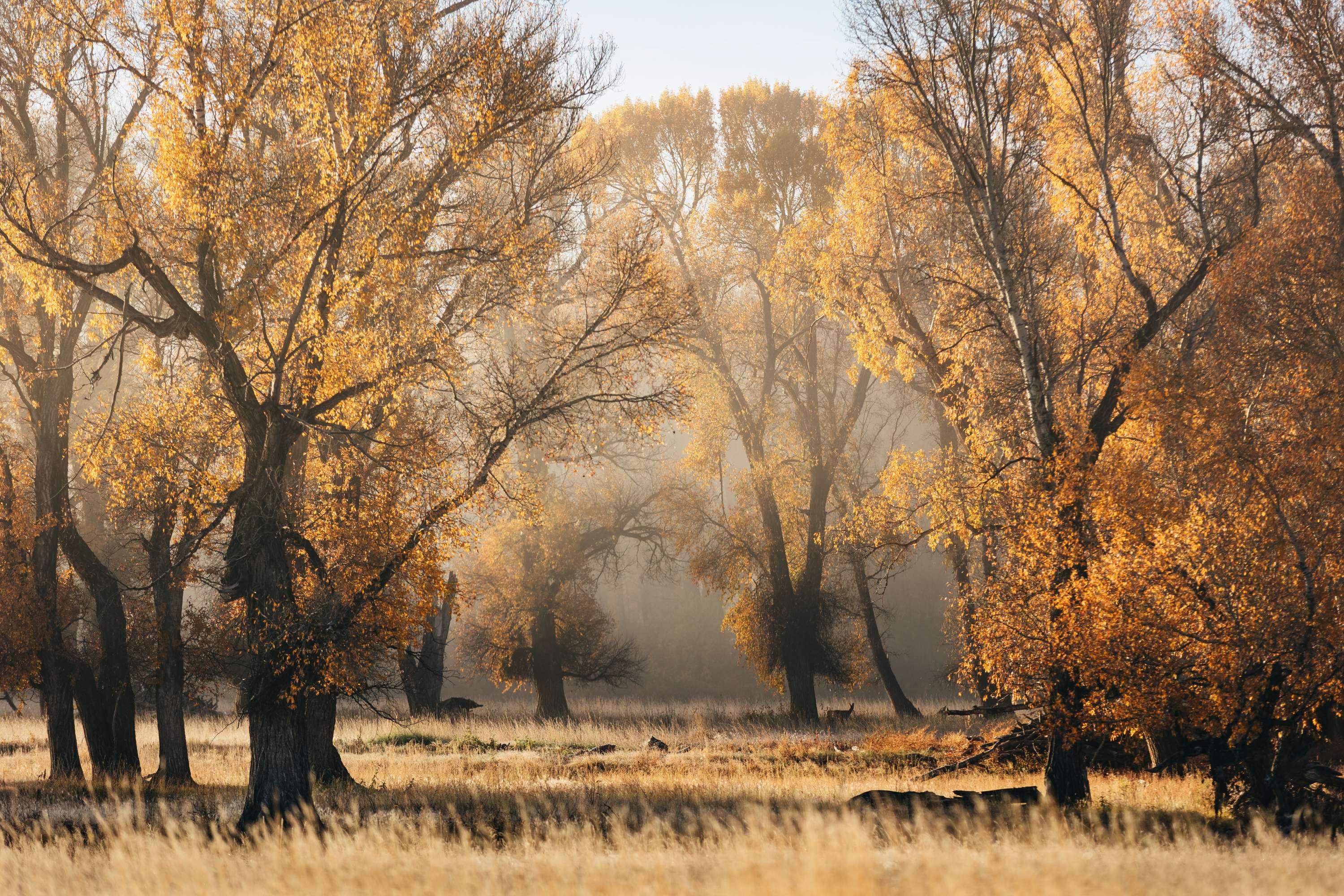 Fall in Colorado by James Glacier