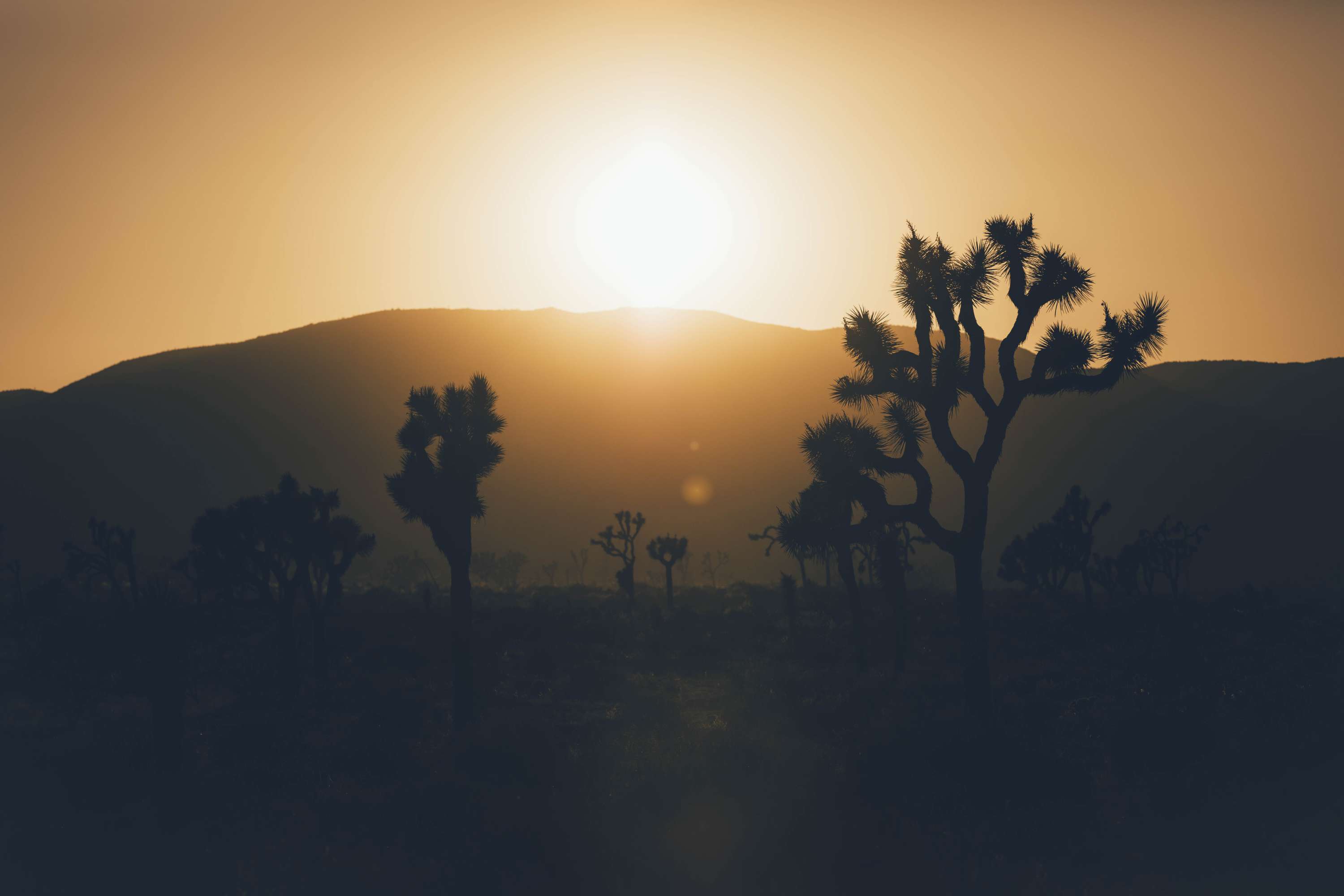 24 hours in Joshua Tree - California by James Glacier