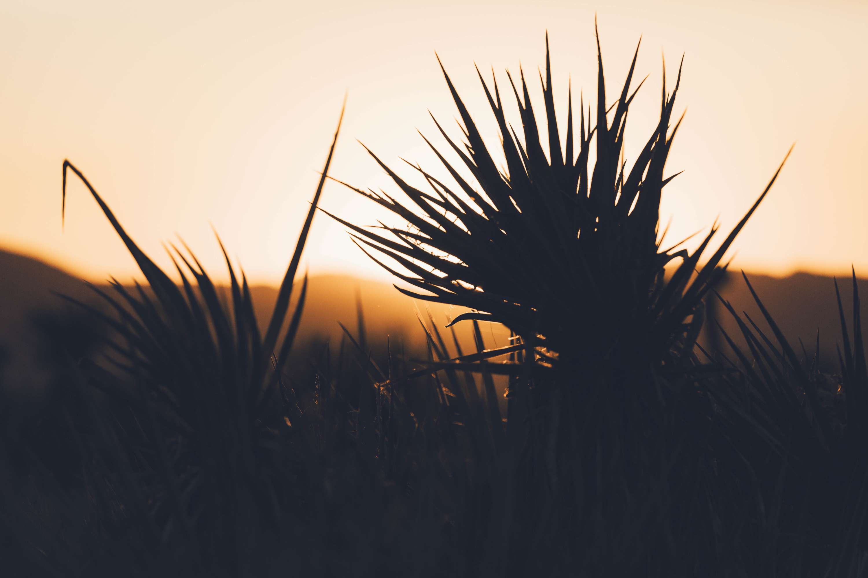 24 hours in Joshua Tree - California by James Glacier