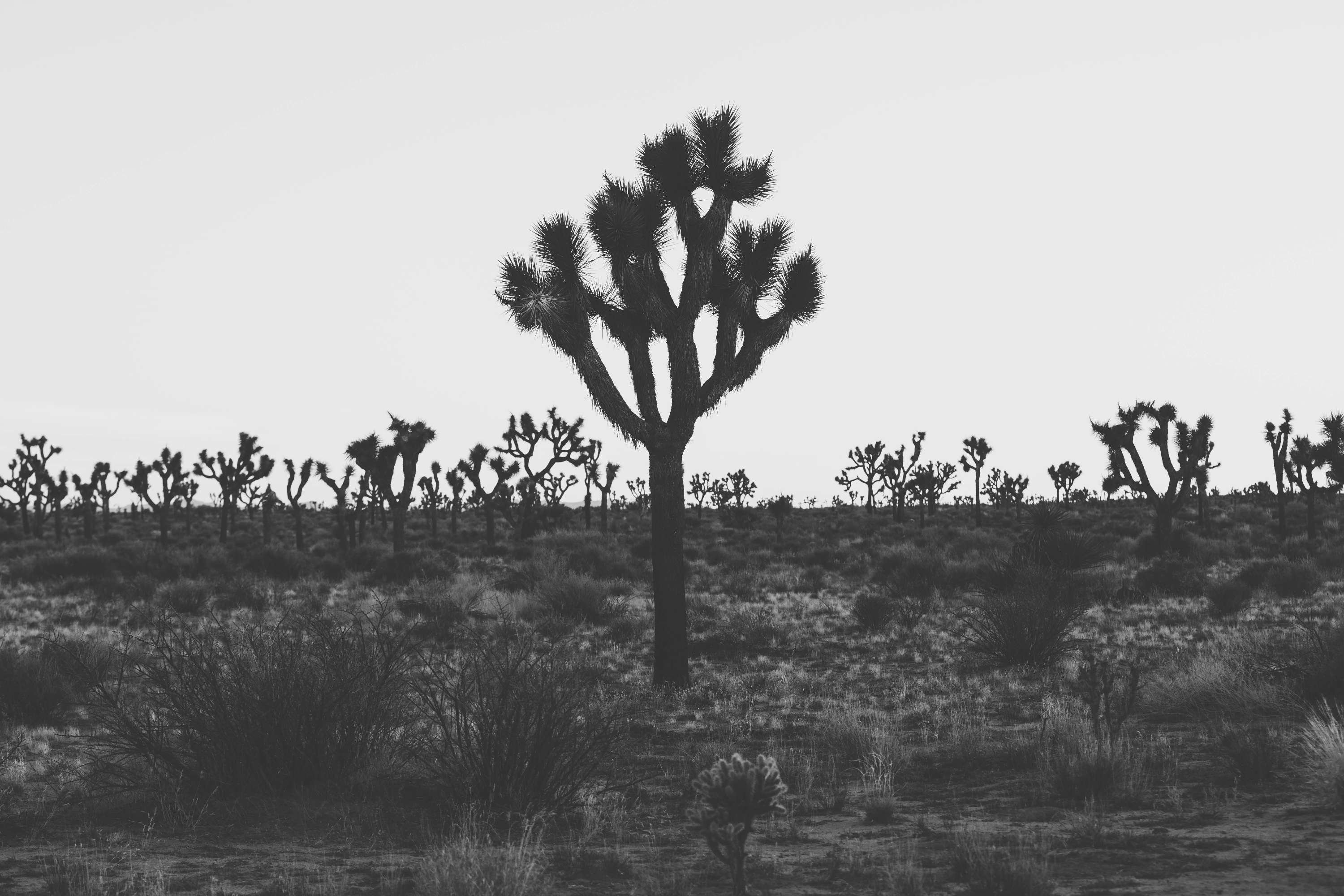 24 hours in Joshua Tree - California by James Glacier