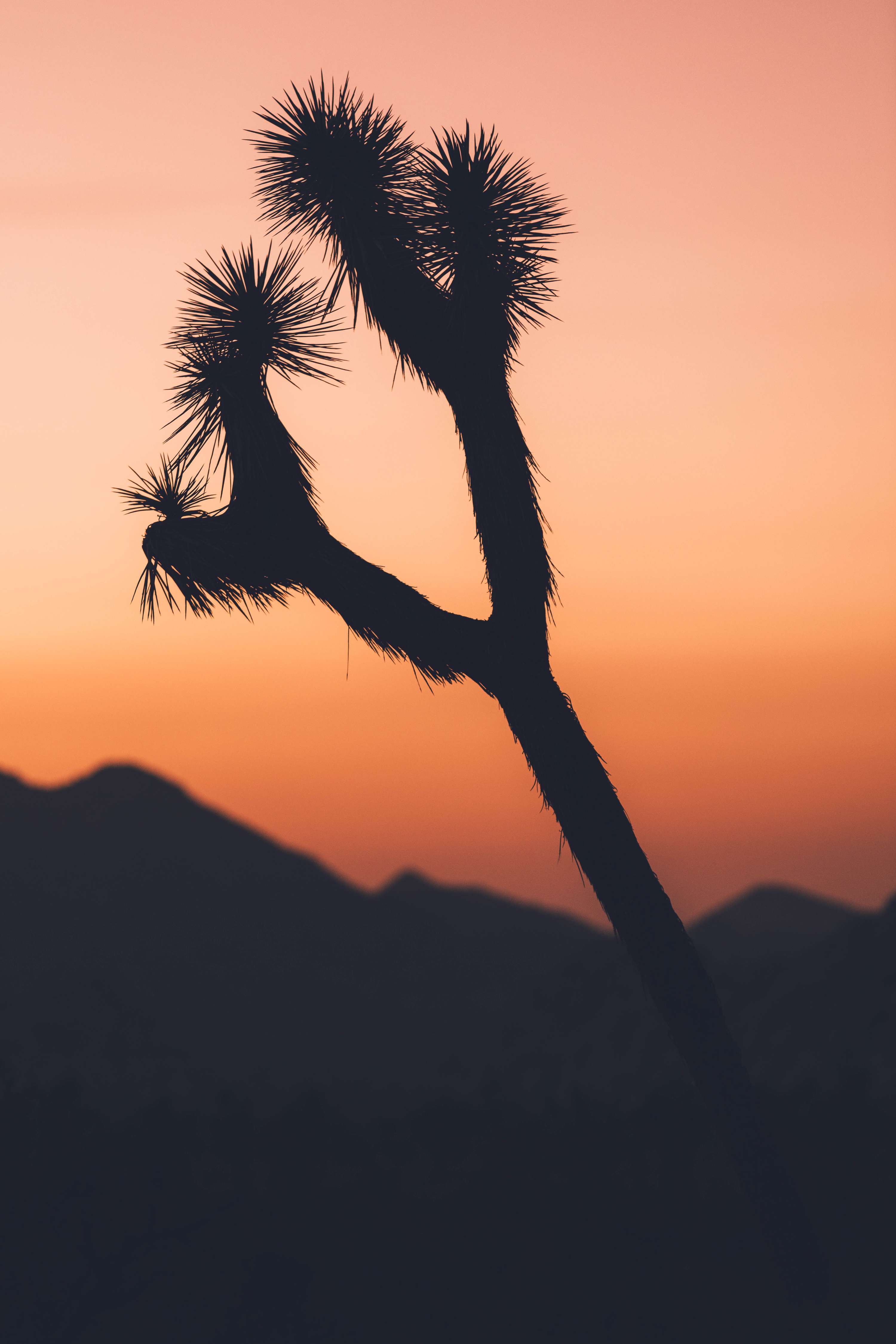 24 hours in Joshua Tree - California by James Glacier