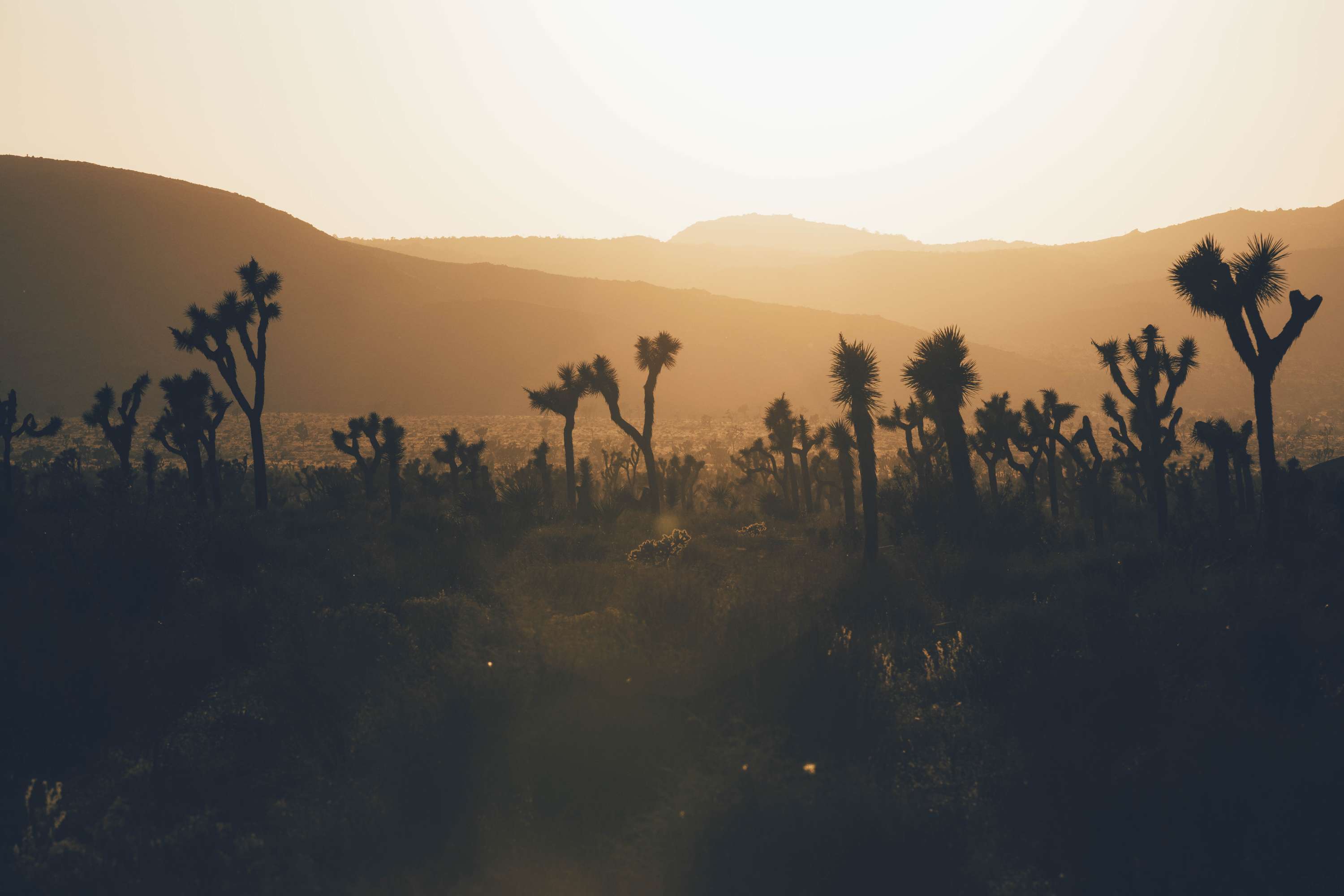 24 hours in Joshua Tree - California by James Glacier