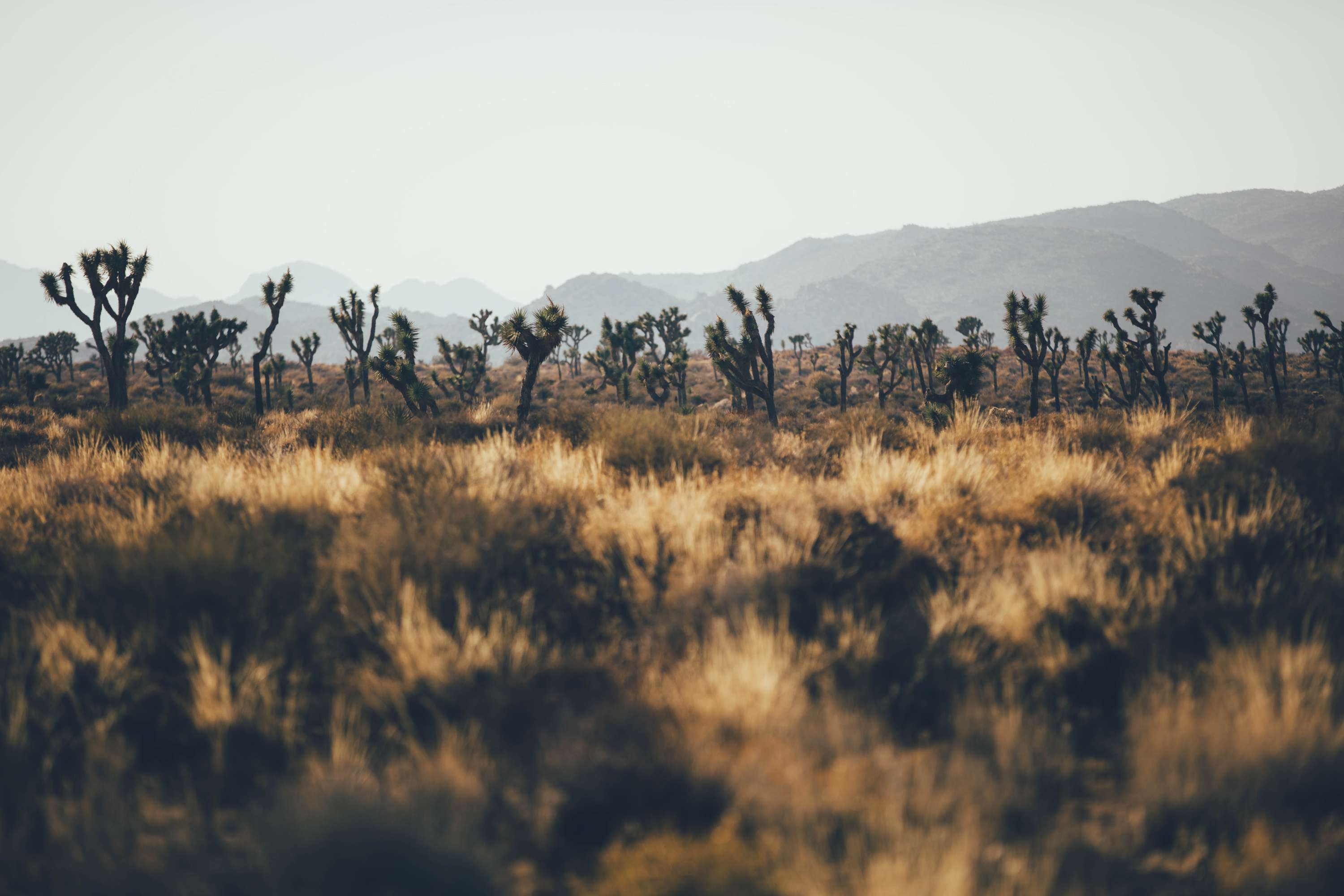 24 hours in Joshua Tree - California by James Glacier
