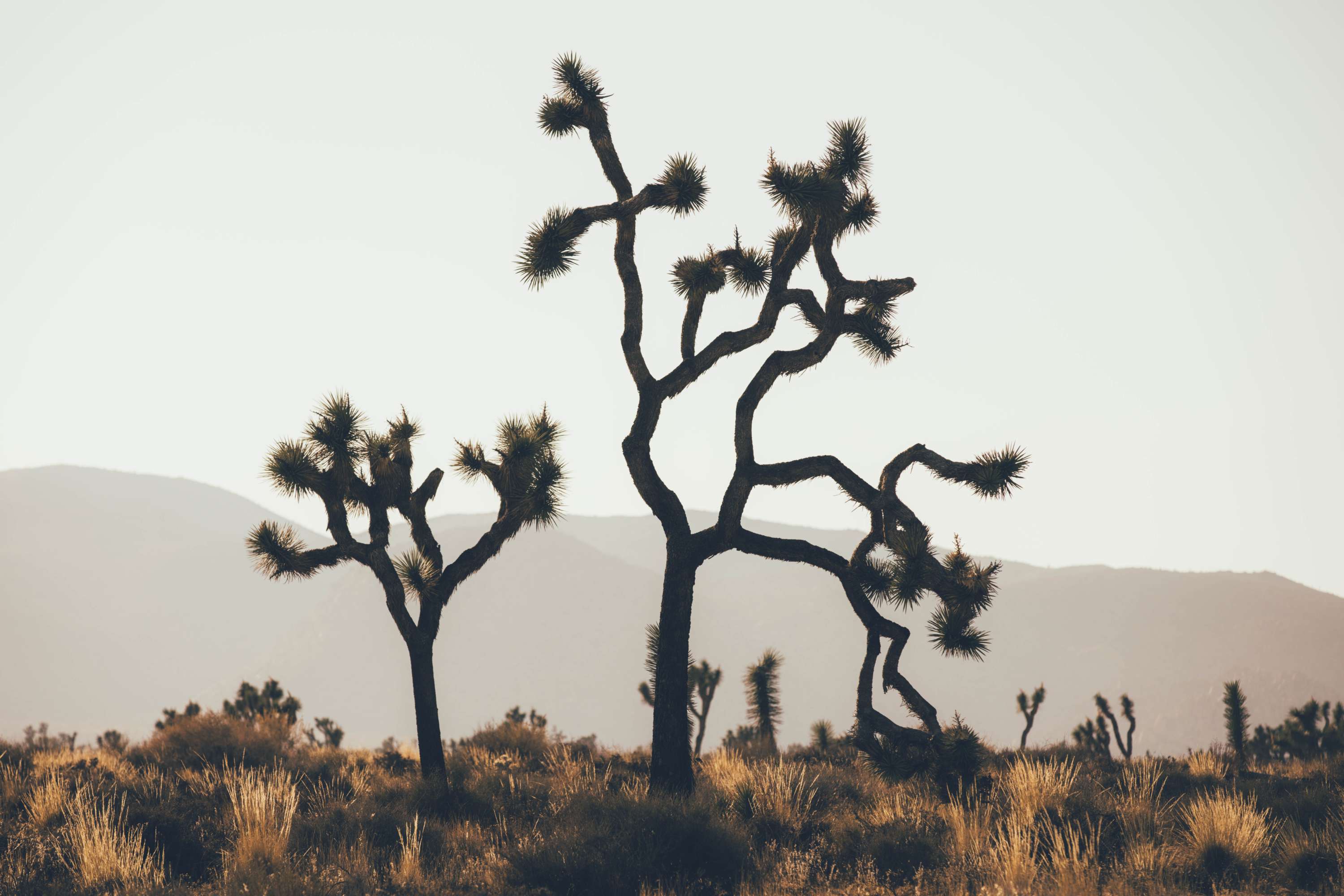24 hours in Joshua Tree - California by James Glacier