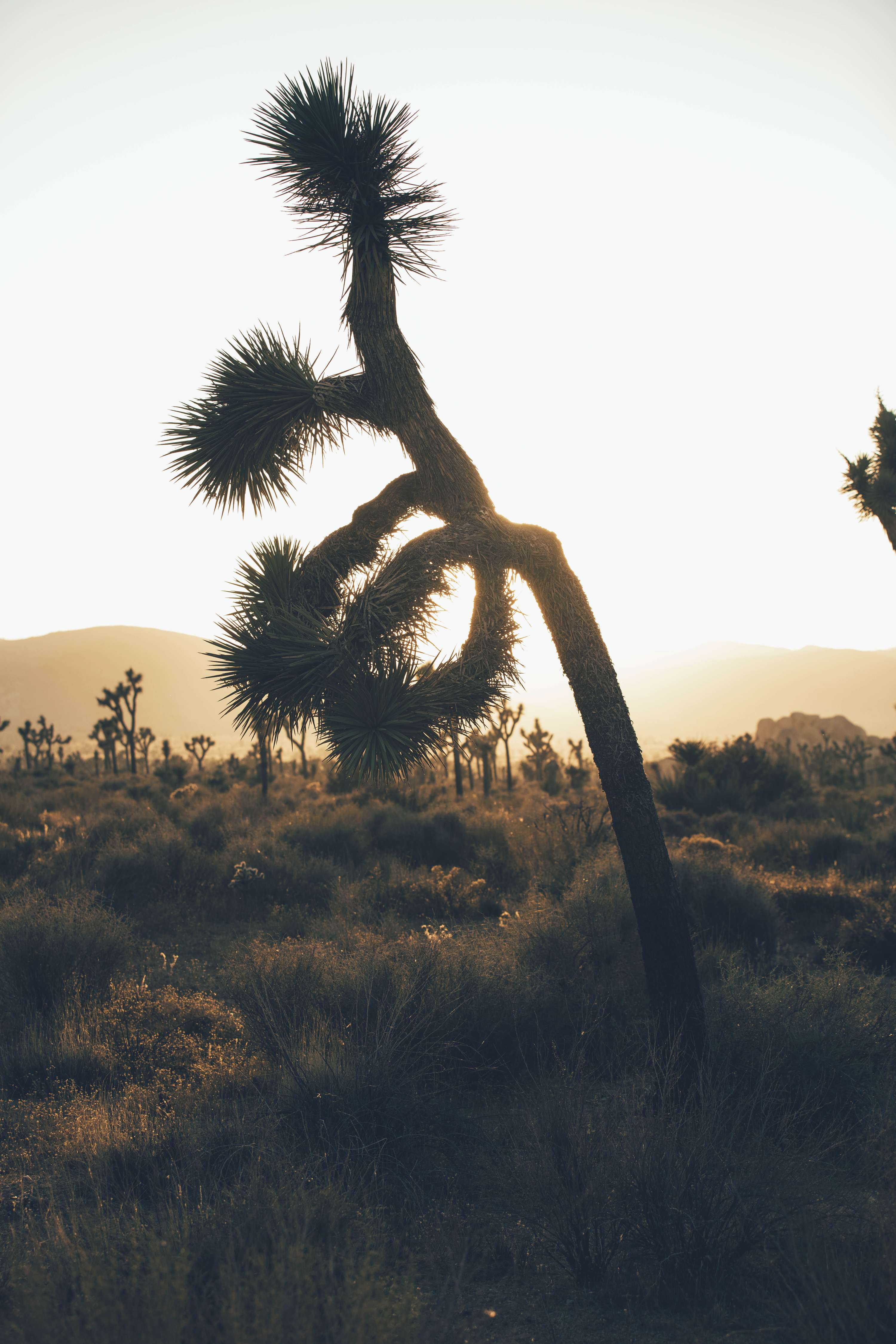 24 hours in Joshua Tree - California by James Glacier