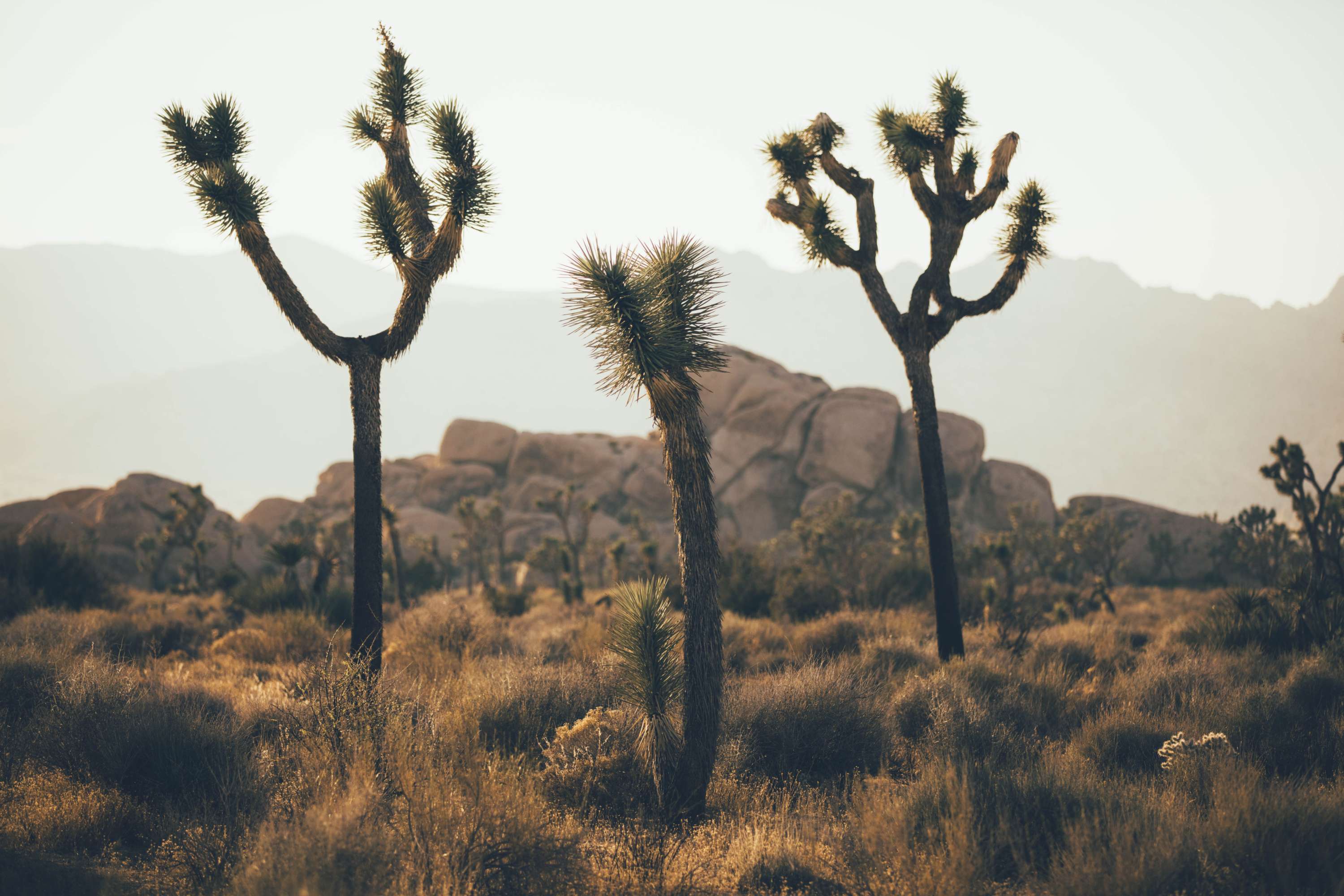24 hours in Joshua Tree - California by James Glacier