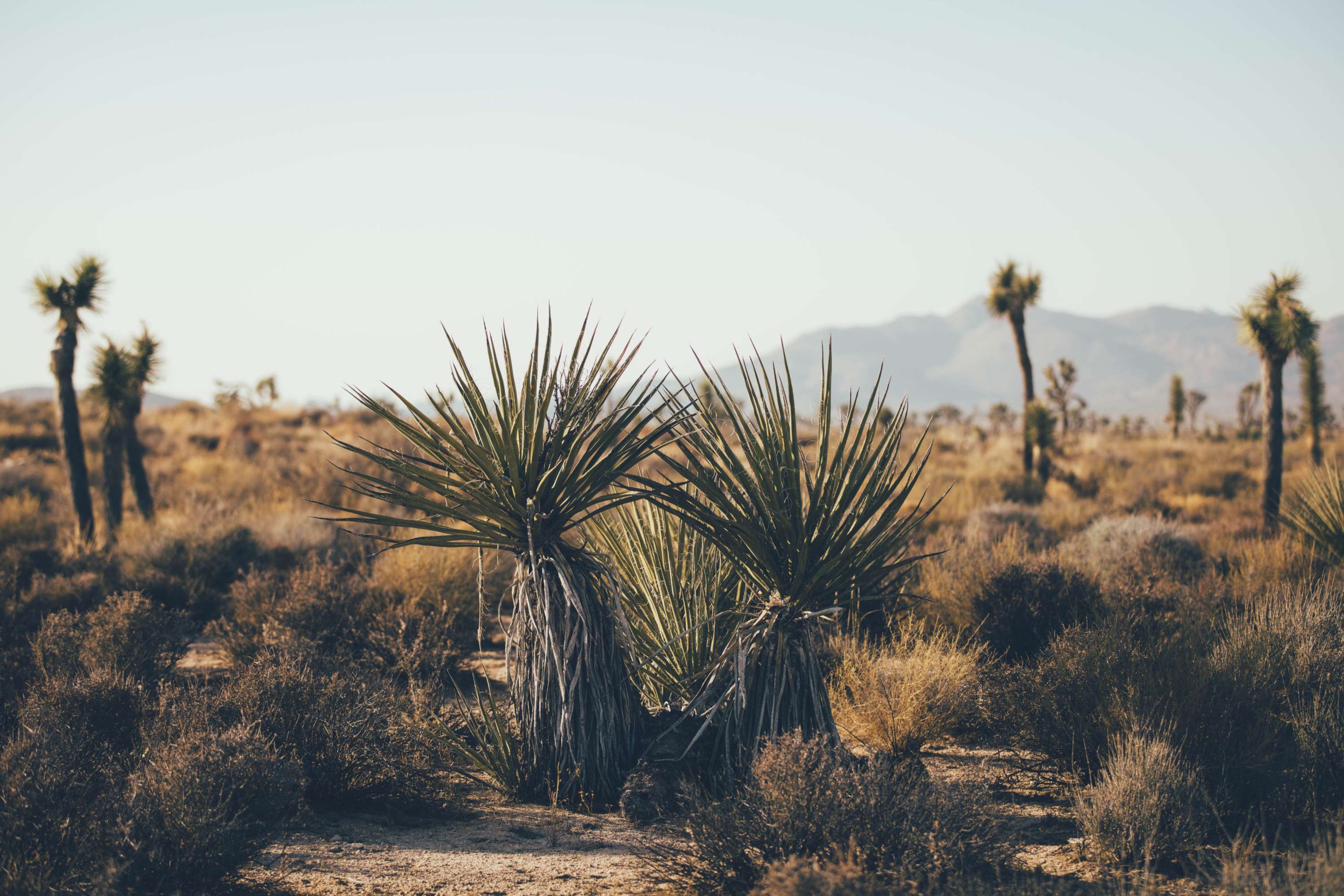 24 hours in Joshua Tree - California by James Glacier