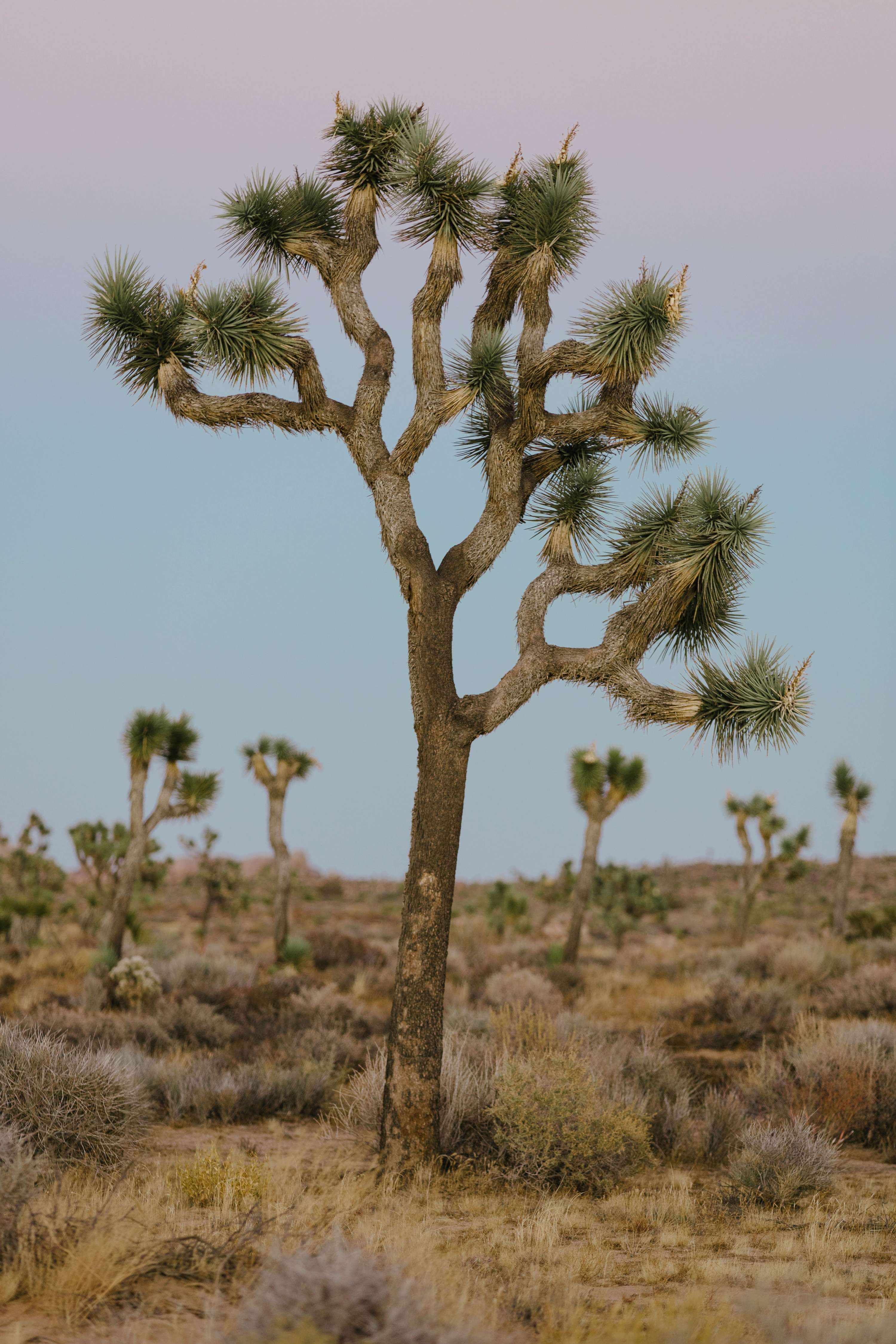 24 hours in Joshua Tree - California by James Glacier
