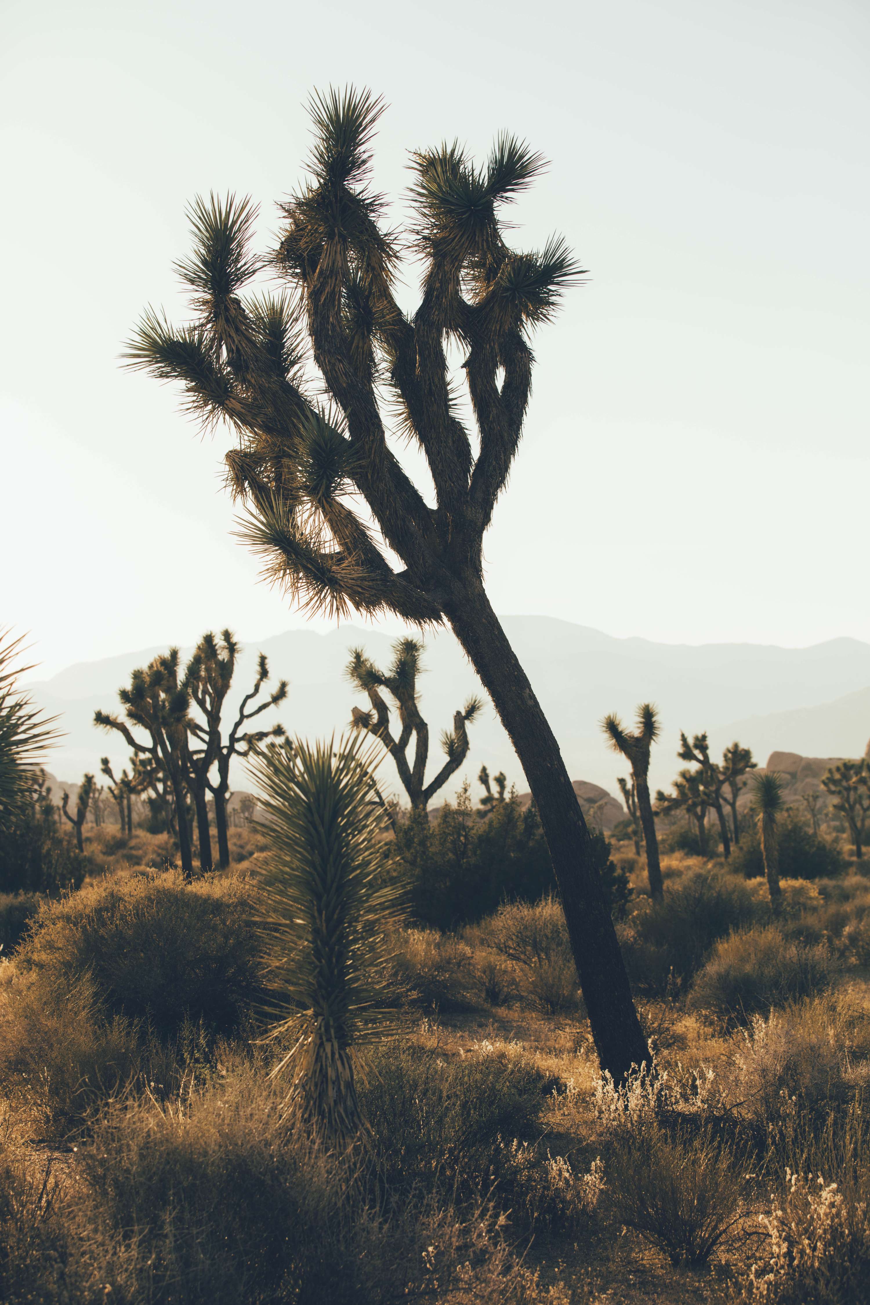 24 hours in Joshua Tree - California by James Glacier