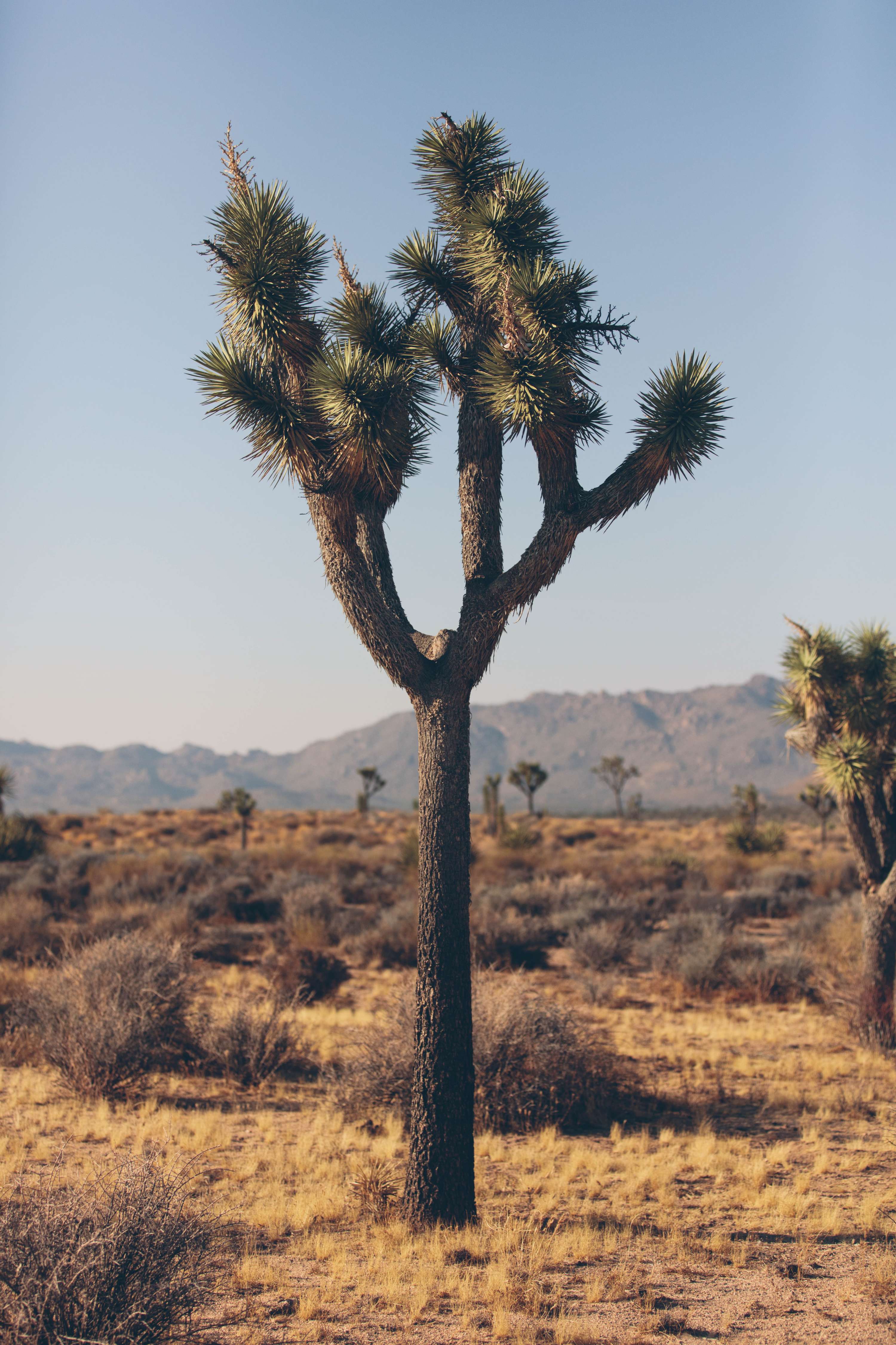 24 hours in Joshua Tree - California by James Glacier