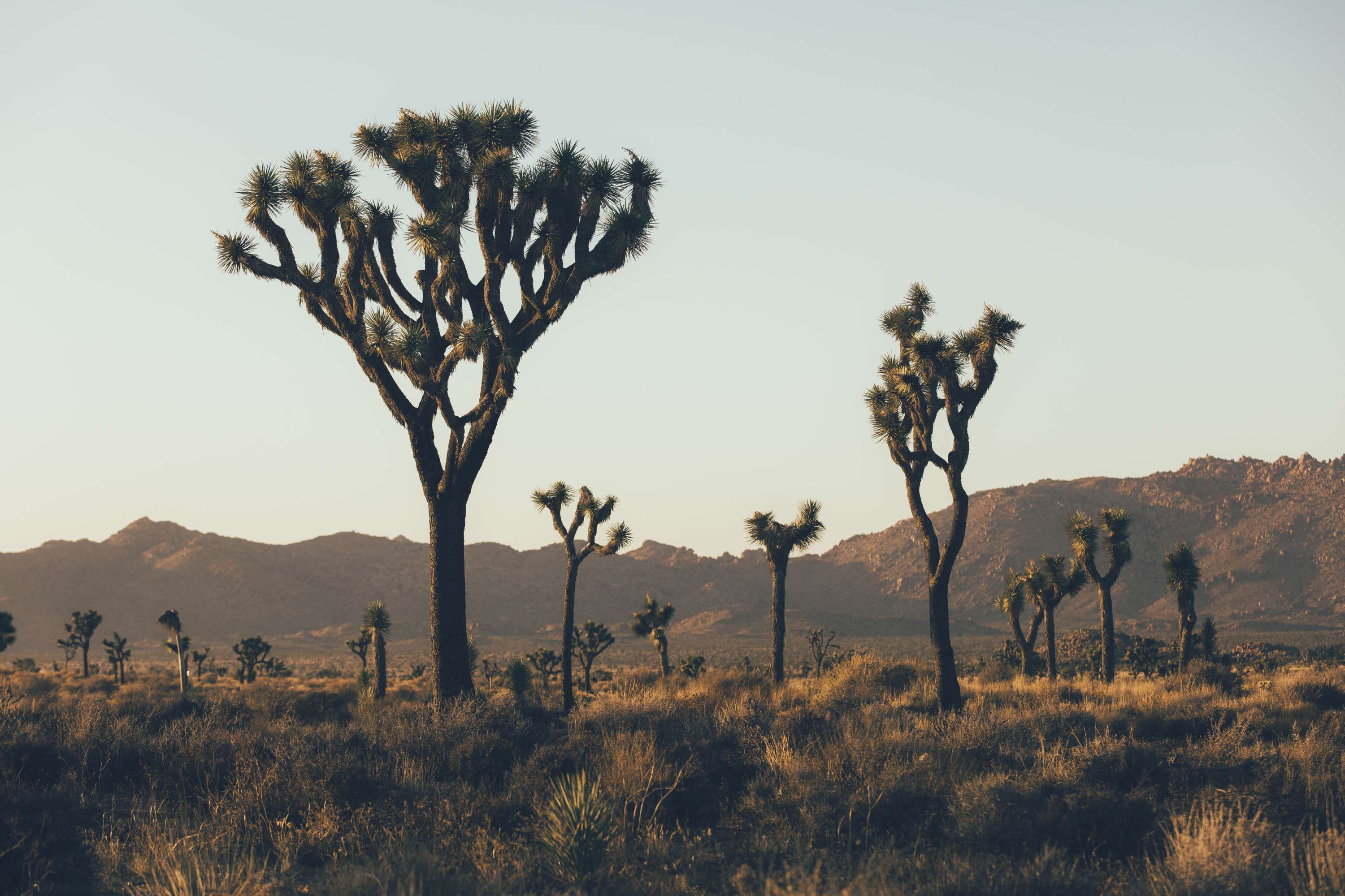 24 hours in Joshua Tree - California by James Glacier