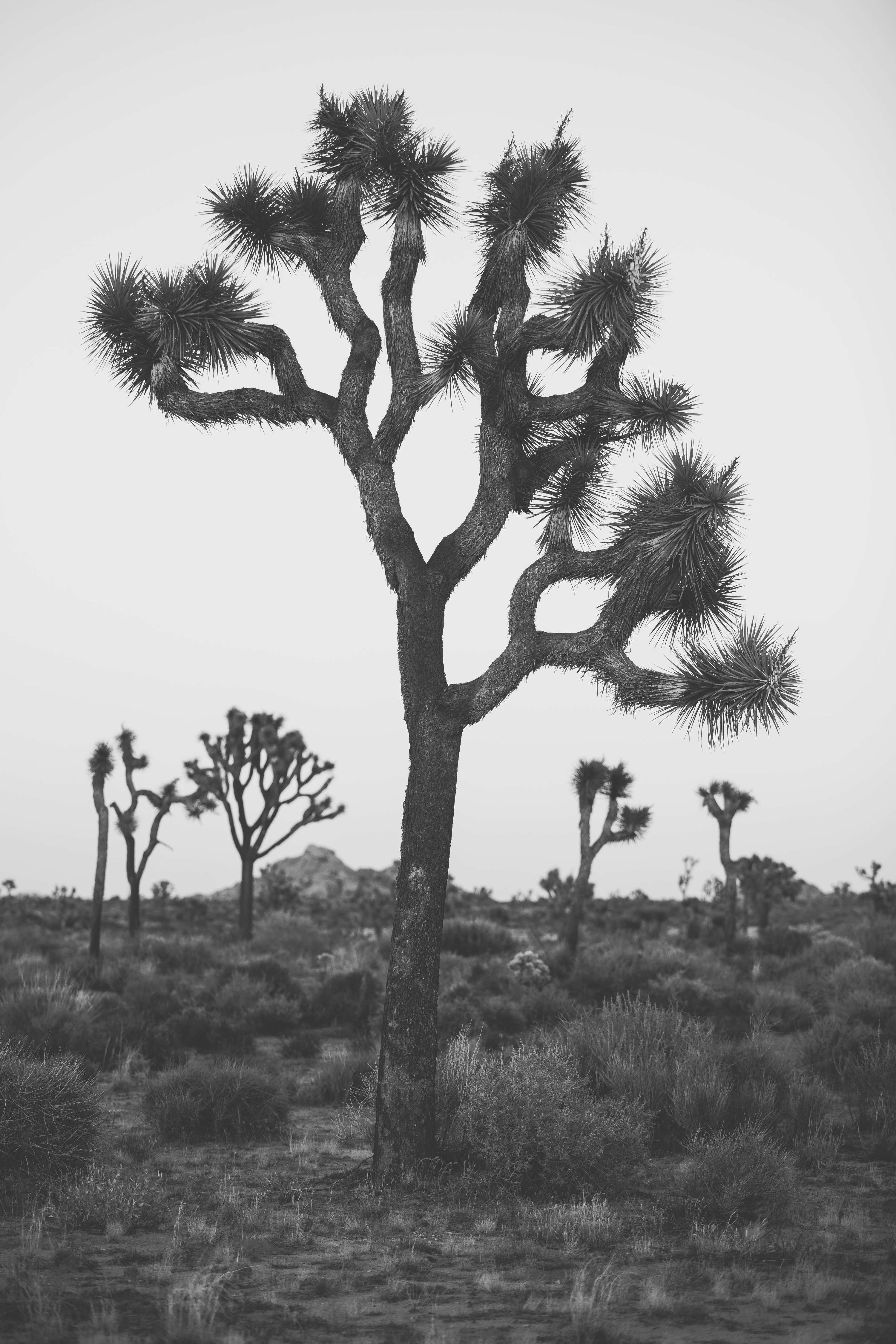 24 hours in Joshua Tree - California by James Glacier