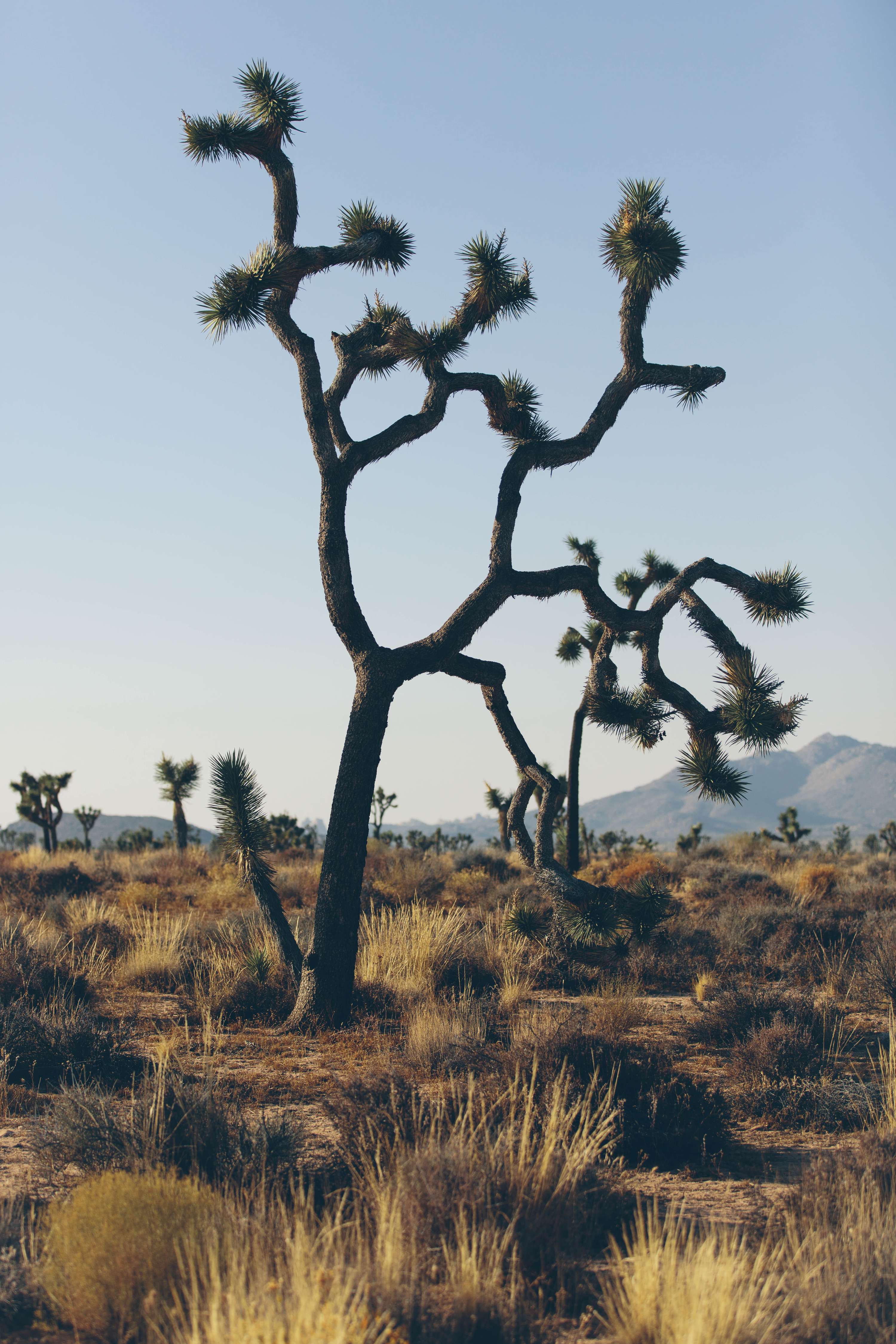 24 hours in Joshua Tree - California by James Glacier