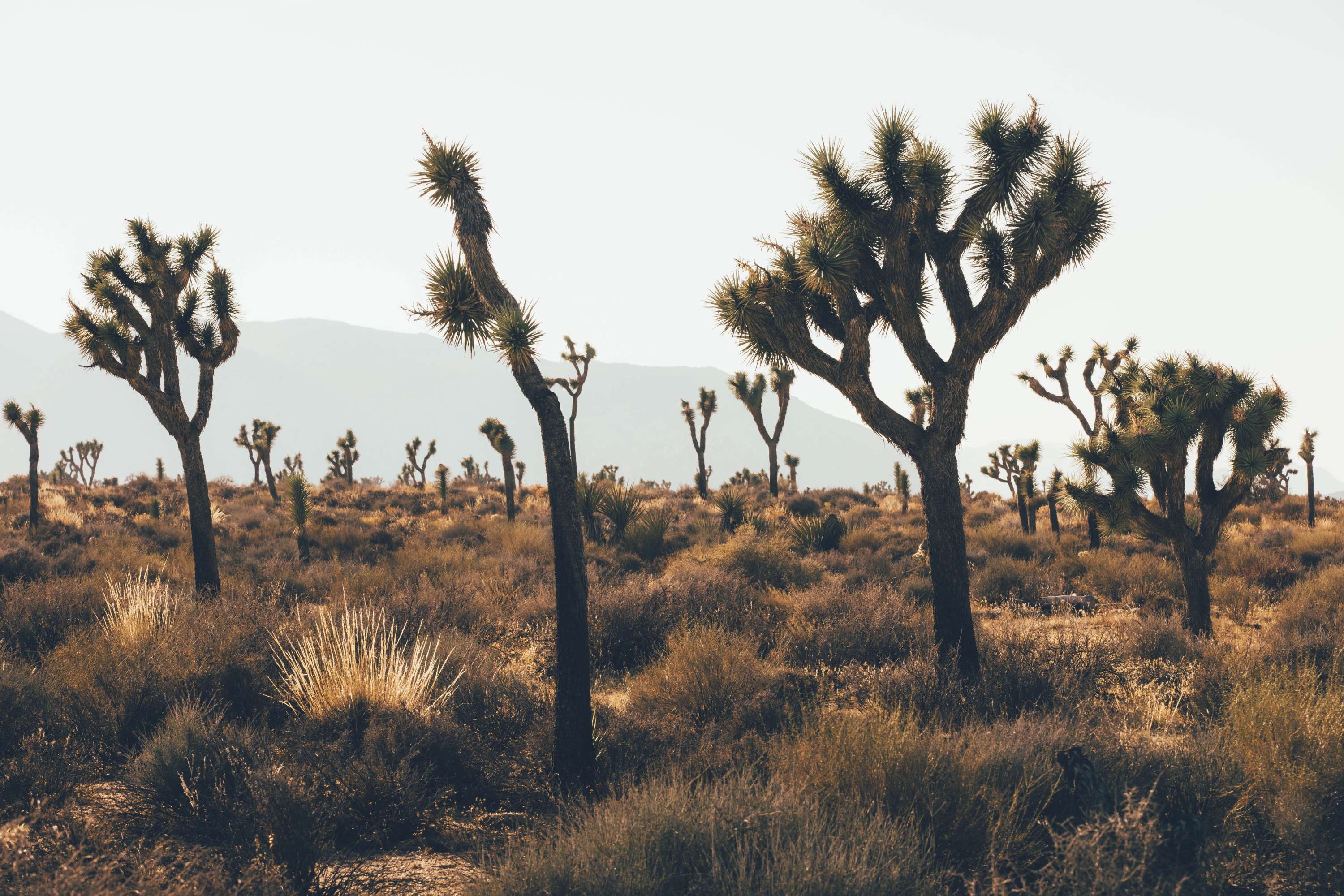 24 hours in Joshua Tree - California by James Glacier
