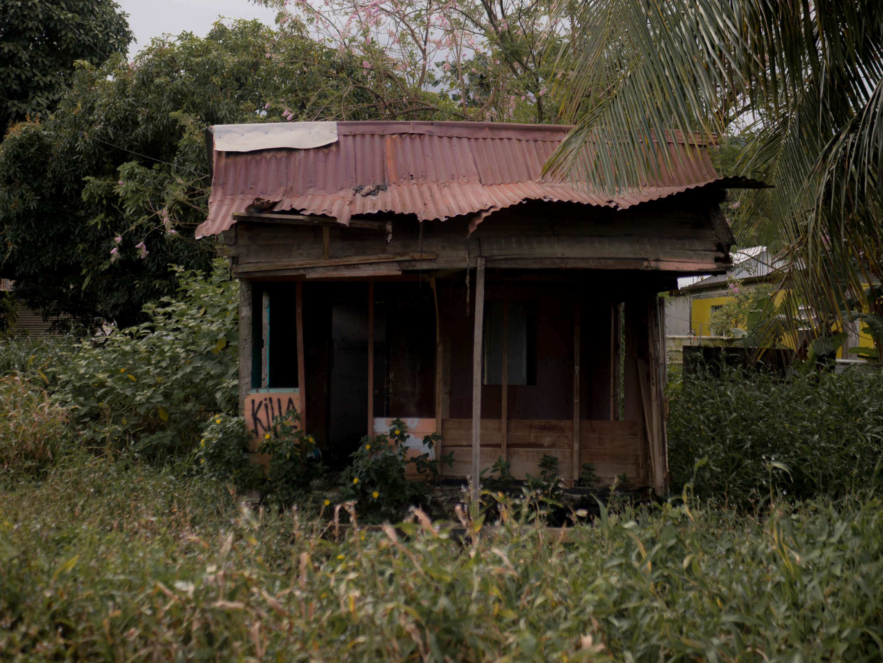 Home: Returning to Dominica by Abel Holsborough