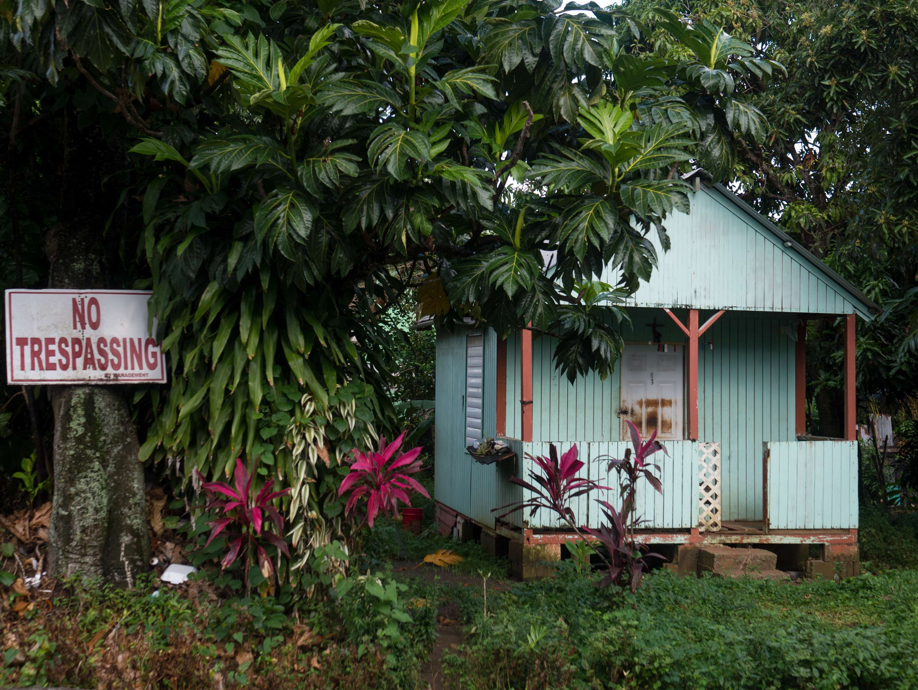 Home: Returning to Dominica by Abel Holsborough
