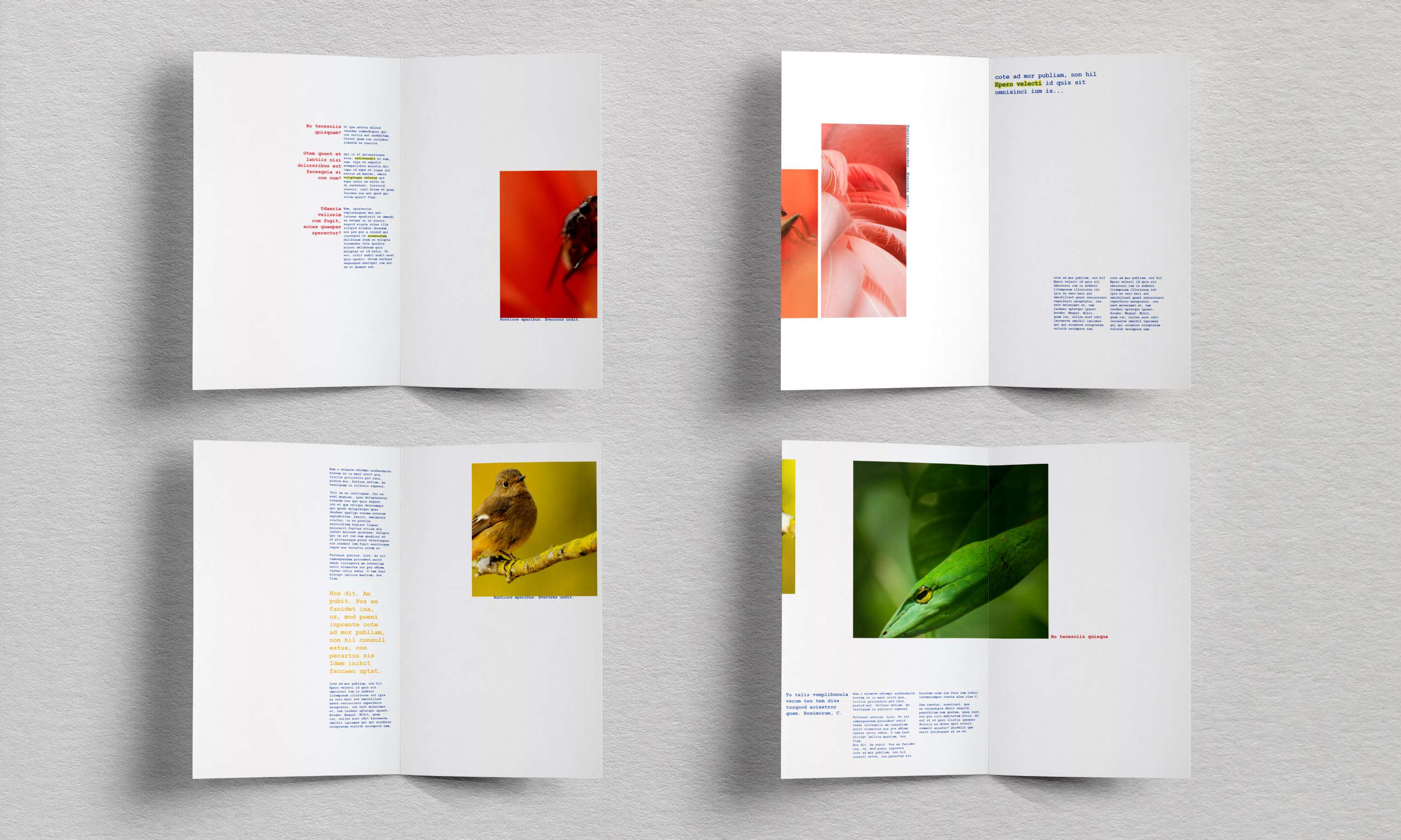 Colours Leaflet by Elle Blake