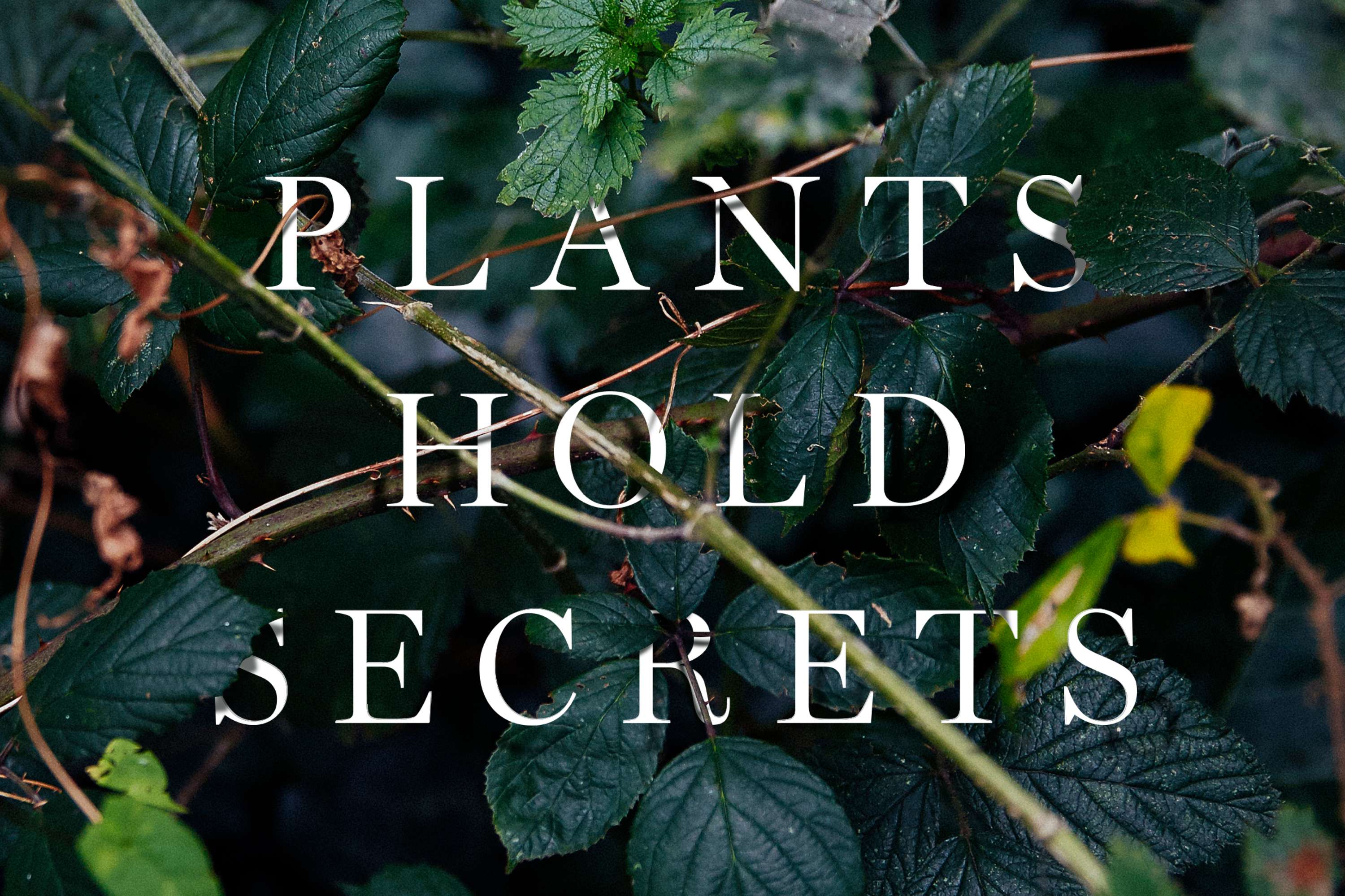Mark Spencer — Forensic Botanist by Fieldwork Facility