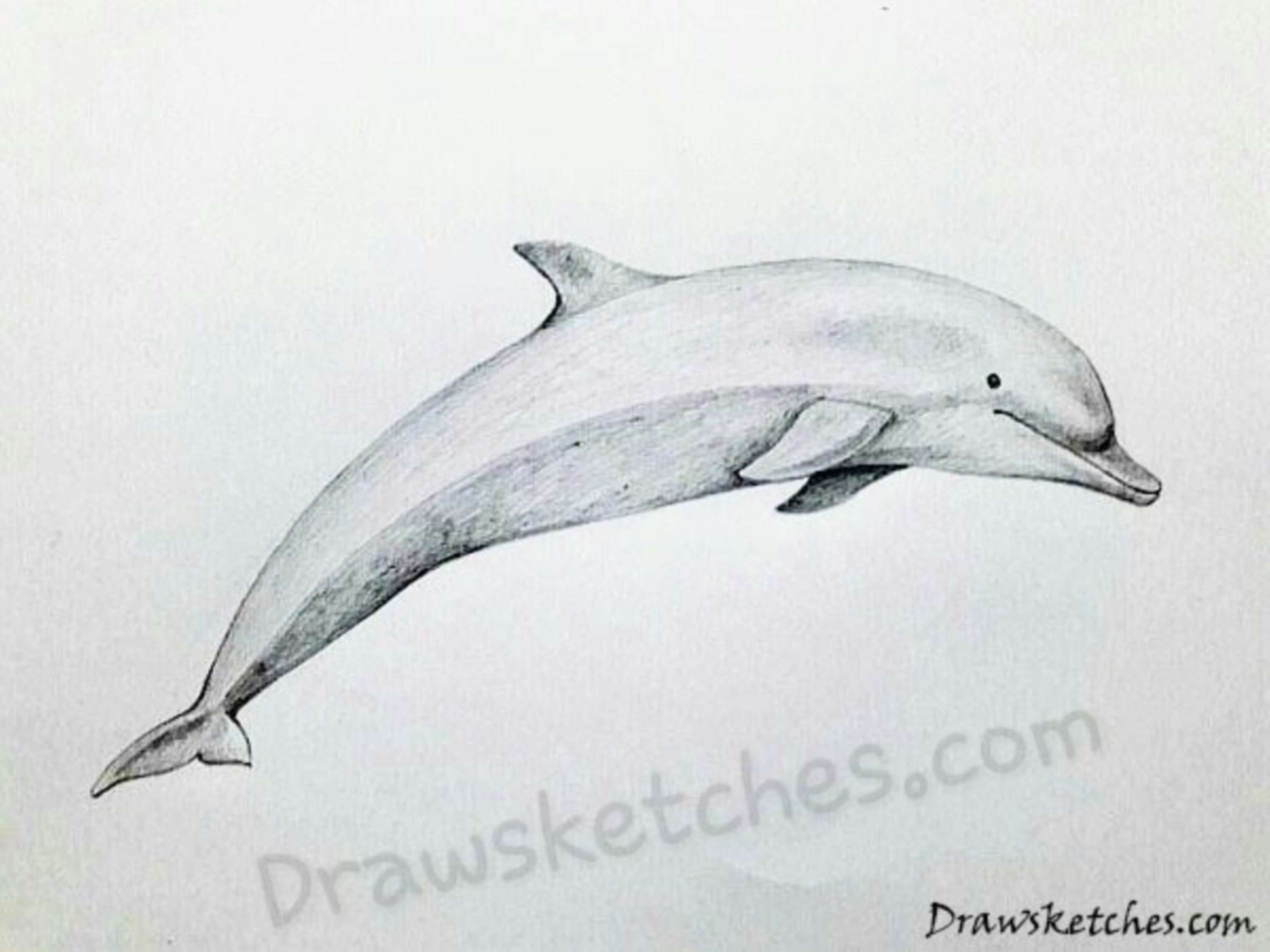 Дельфин карандашом профессионально