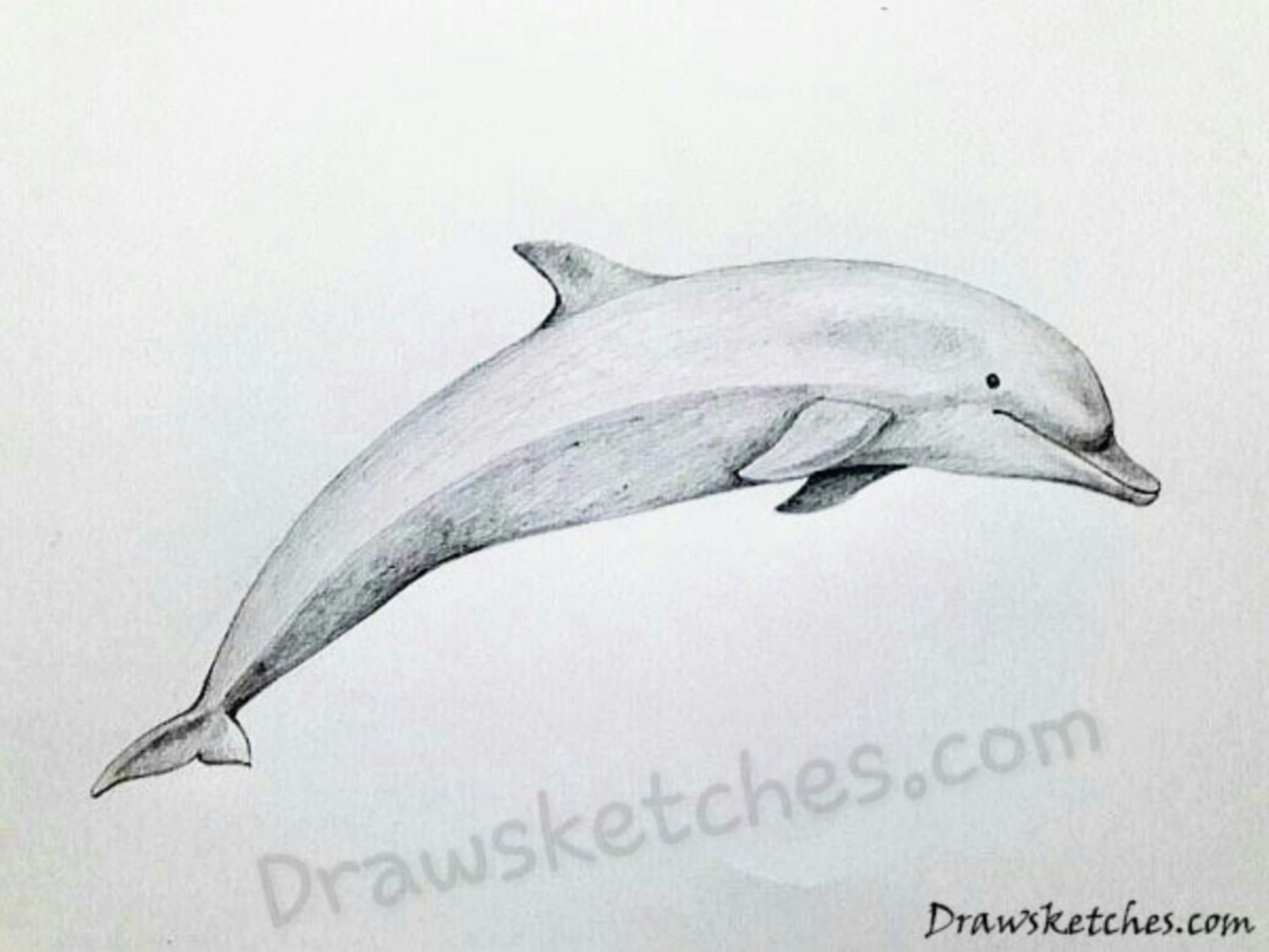 how to draw a dolphin step by step realistic