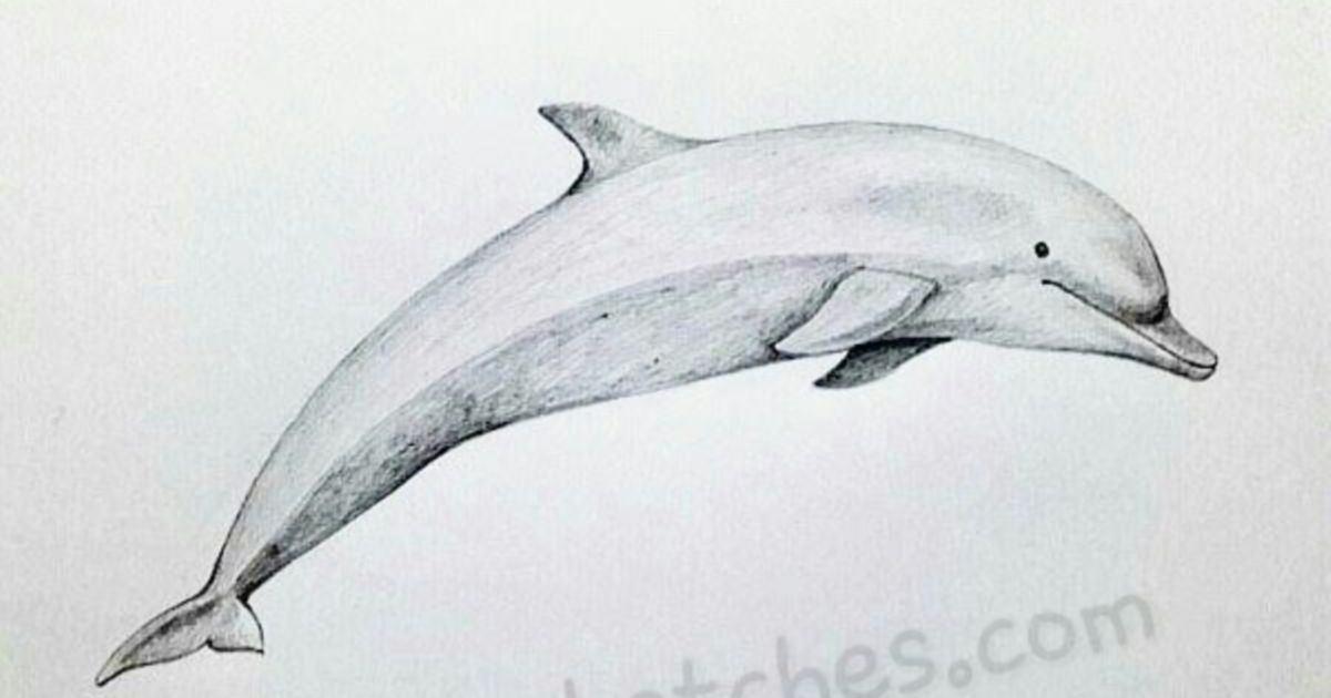 How to Draw a Dolphin | The Dots
