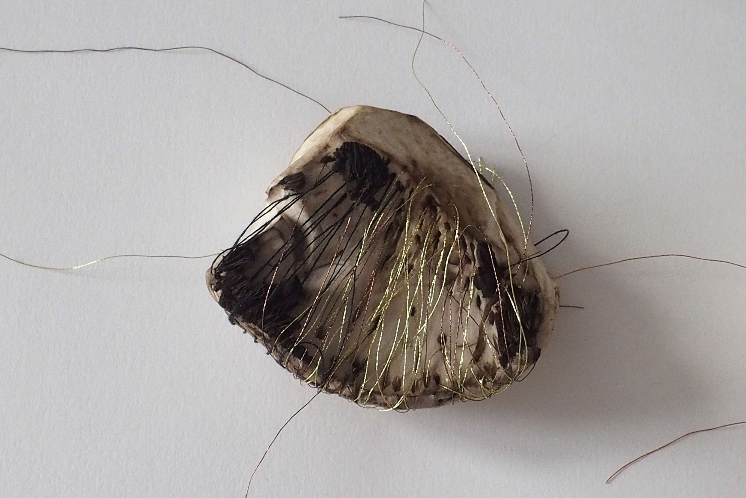 MA Final Project Work - Sculptural Data (Mushroom Experiments) by Nina Lewis