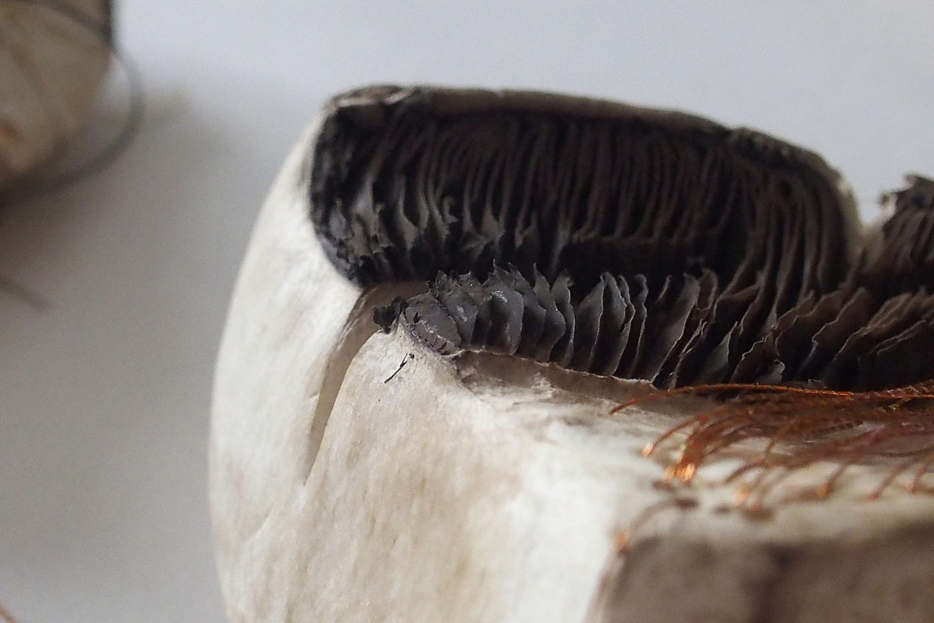 MA Final Project Work - Sculptural Data (Mushroom Experiments) by Nina Lewis