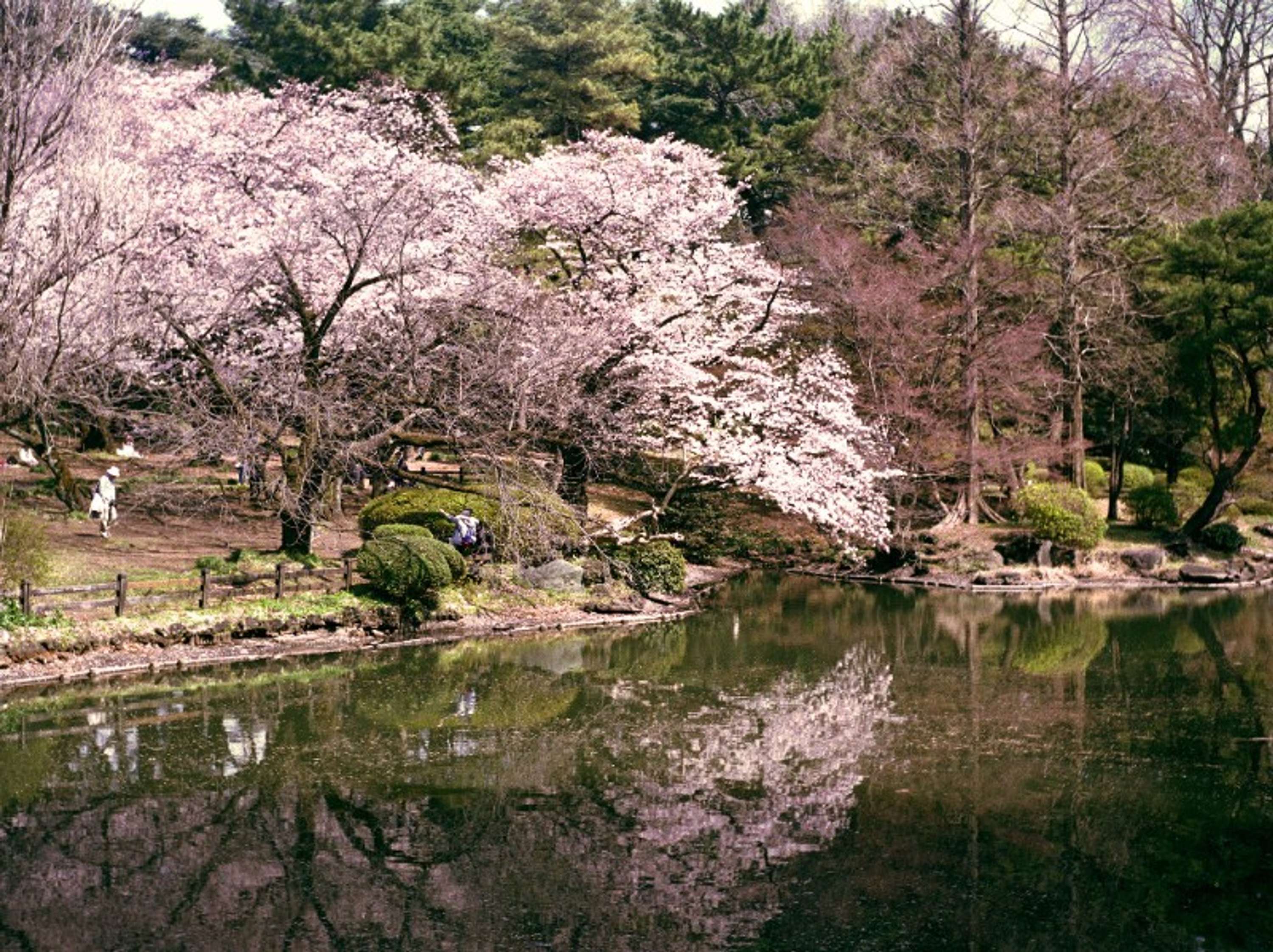 Mono No Aware by Alice Tye