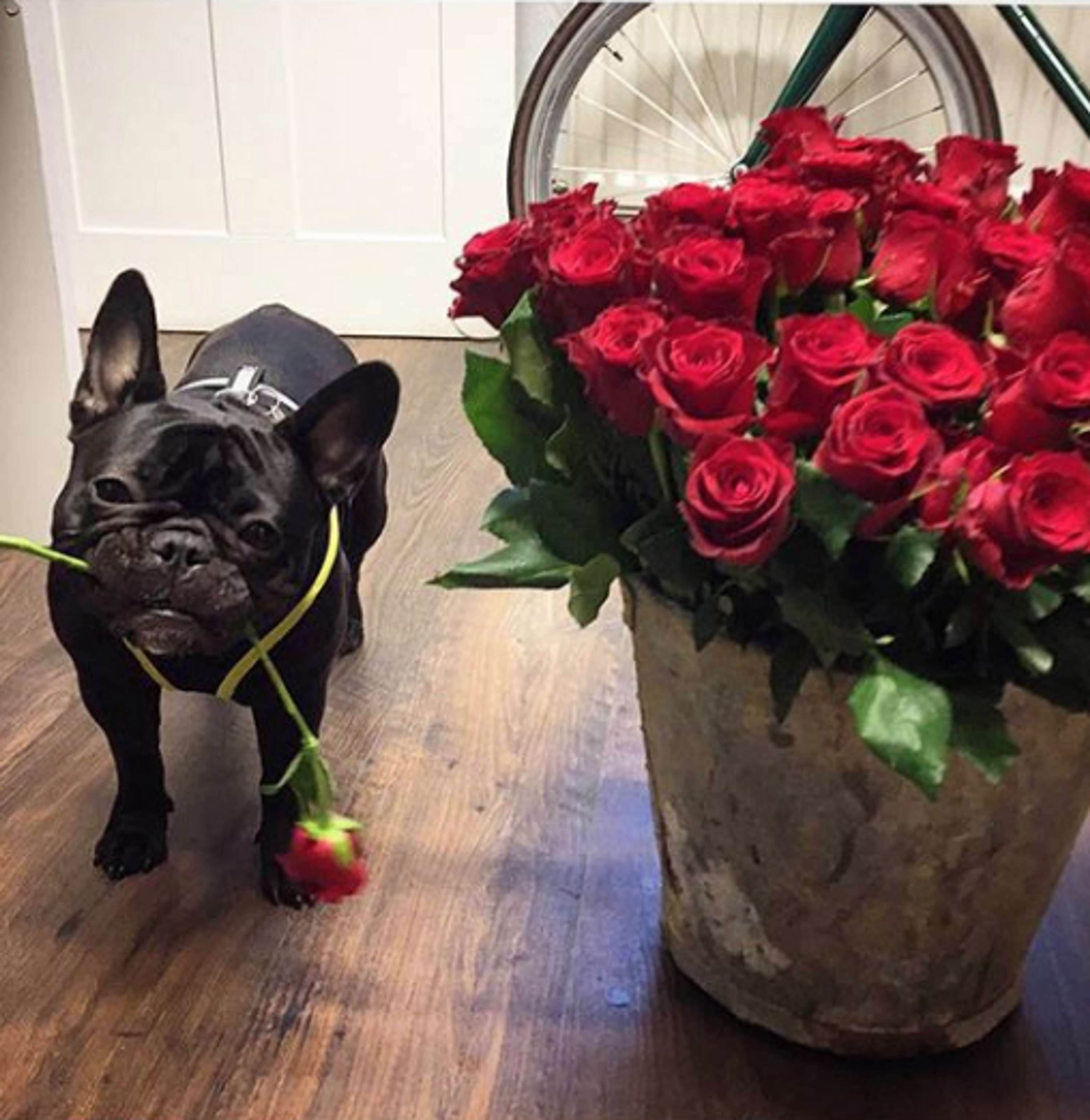 Valentines by Freddie's Flowers