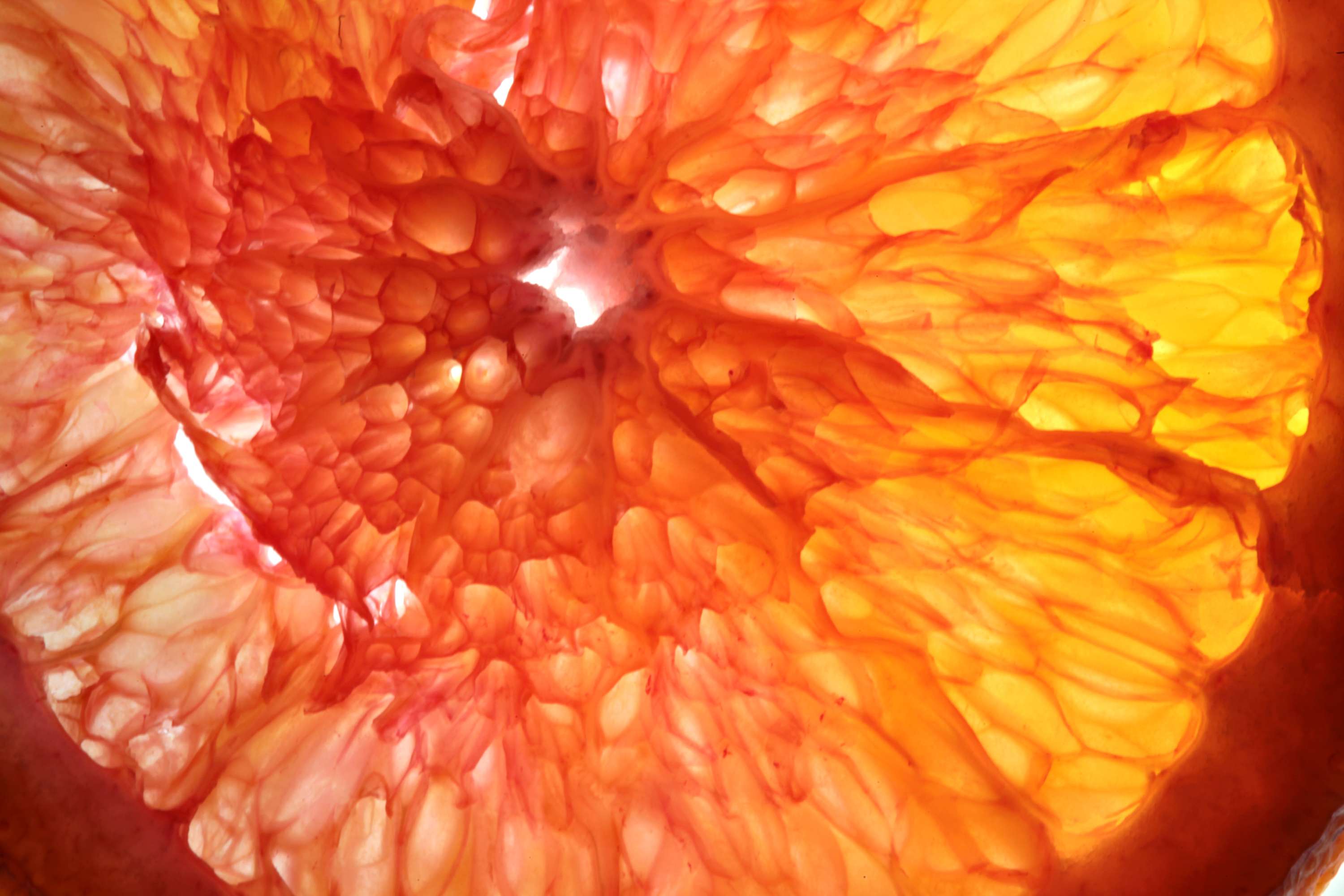 Artificial Orange by Francesca Moore