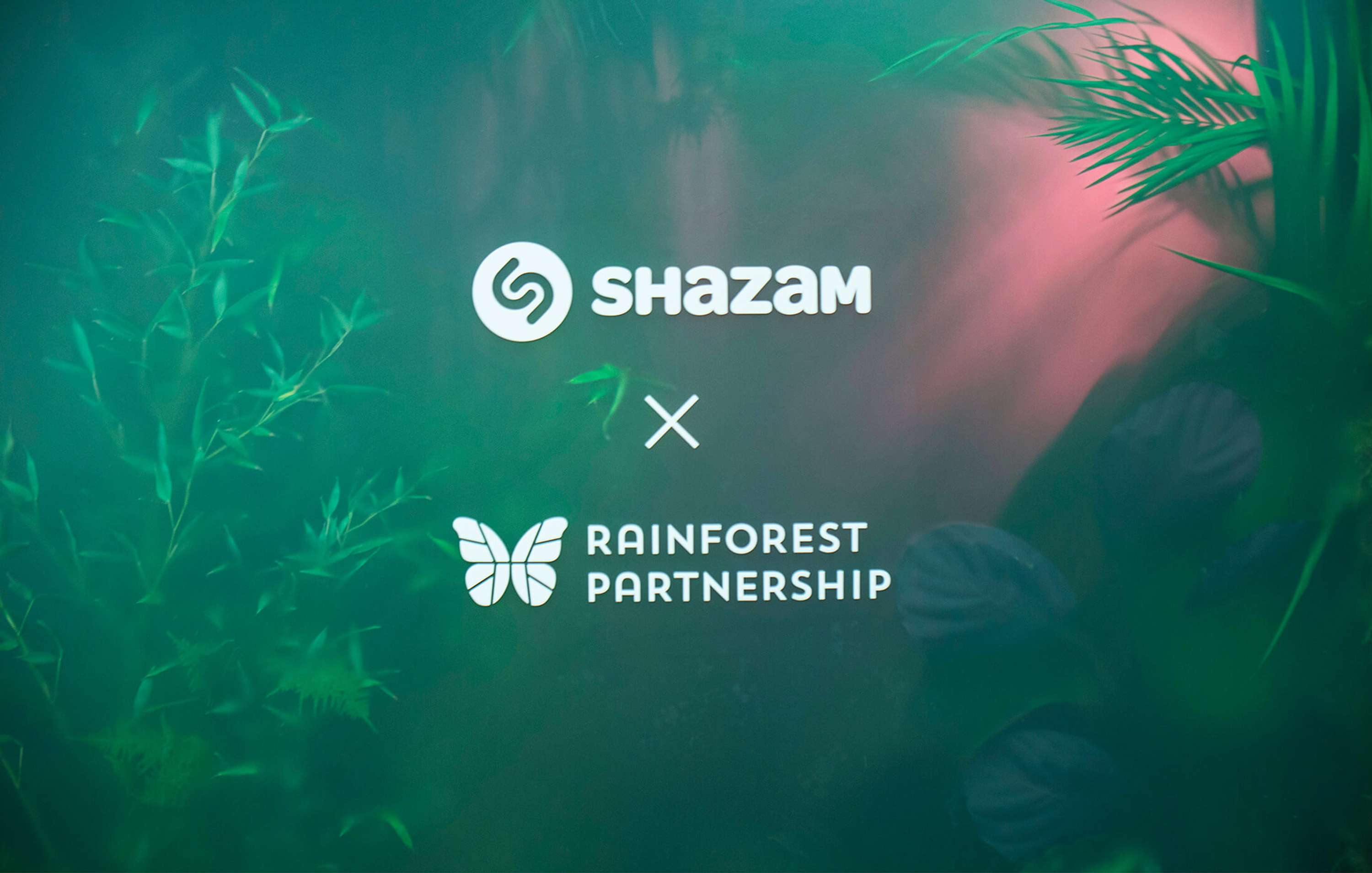 Shazam Rainforest by Netta Peltola