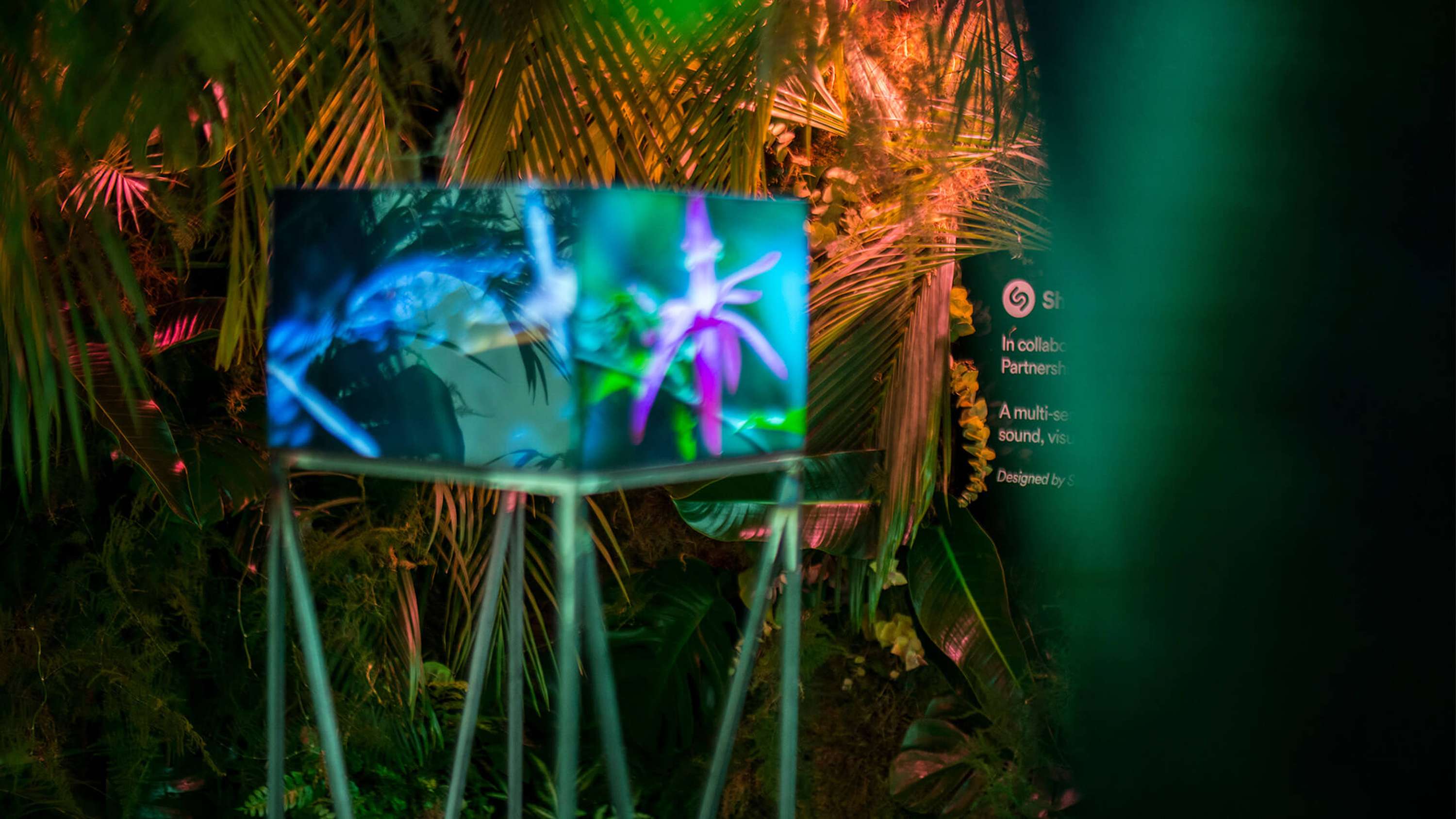 Shazam Rainforest by Netta Peltola