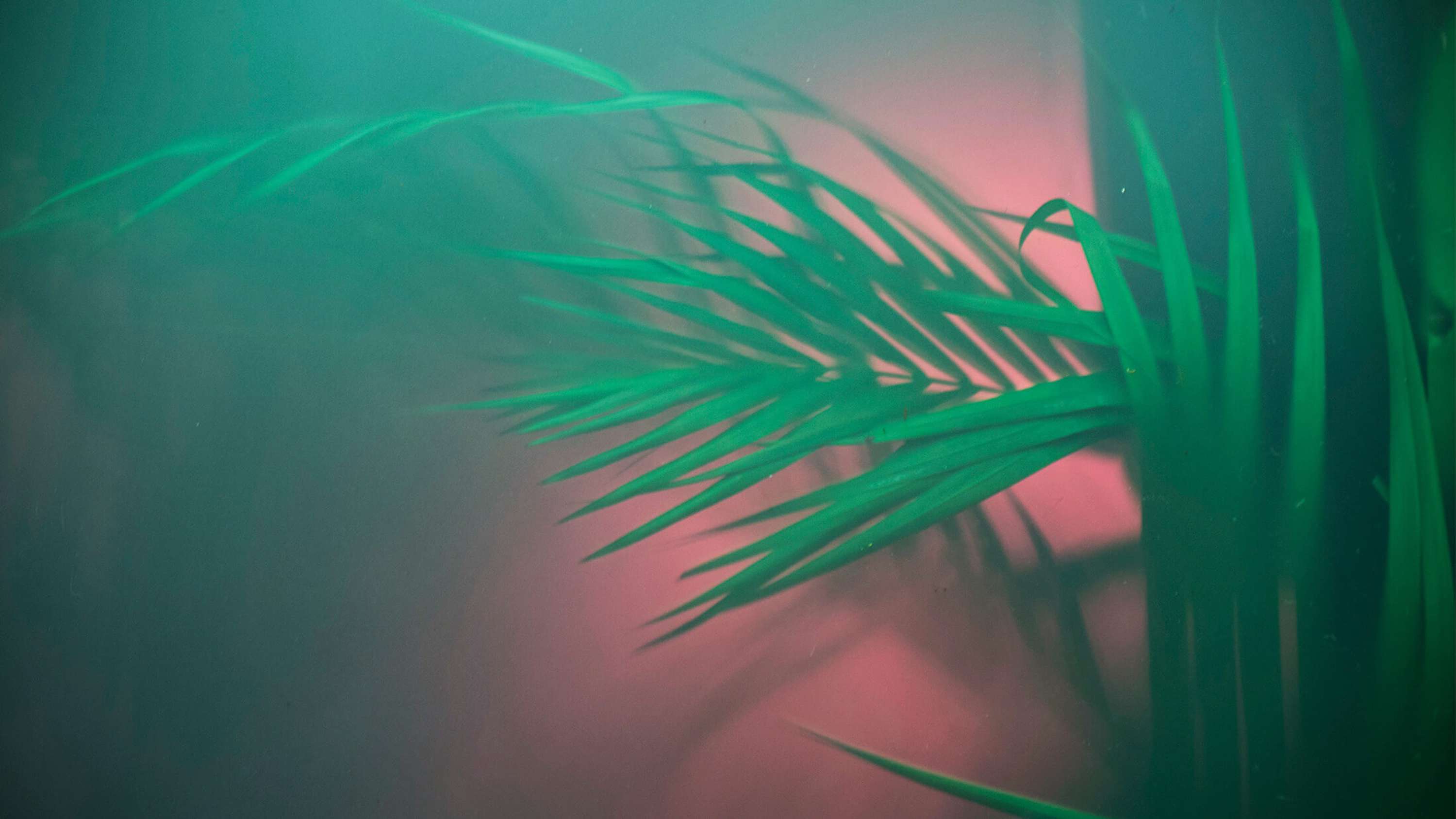 Shazam Rainforest by Netta Peltola