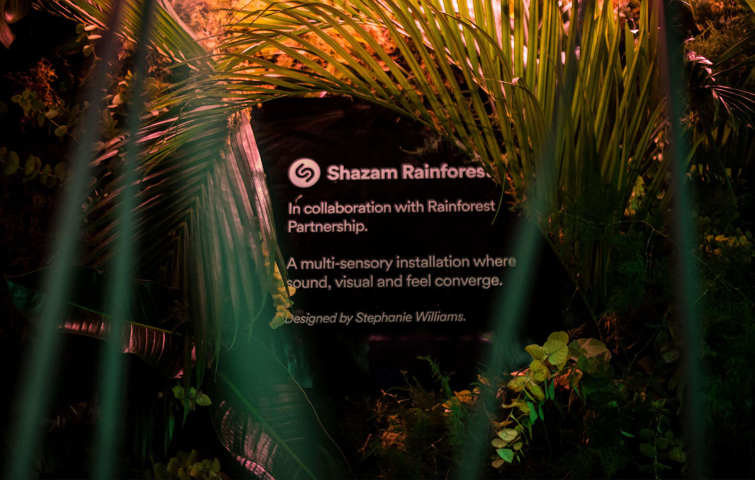 Shazam Rainforest by Netta Peltola