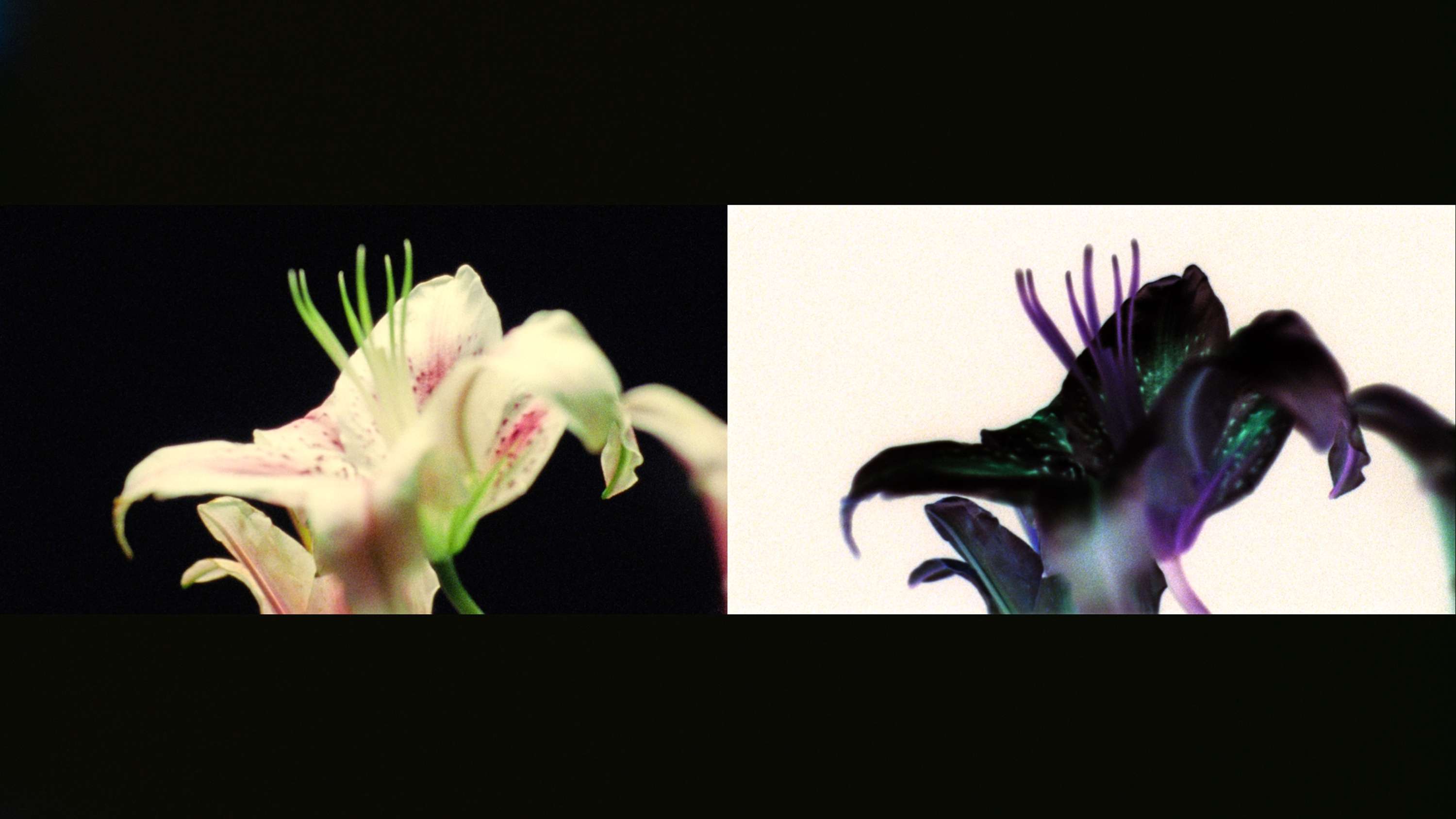 Work In Progress - EP01: Bjork x Jesse Kanda by Vivek Vadoliya